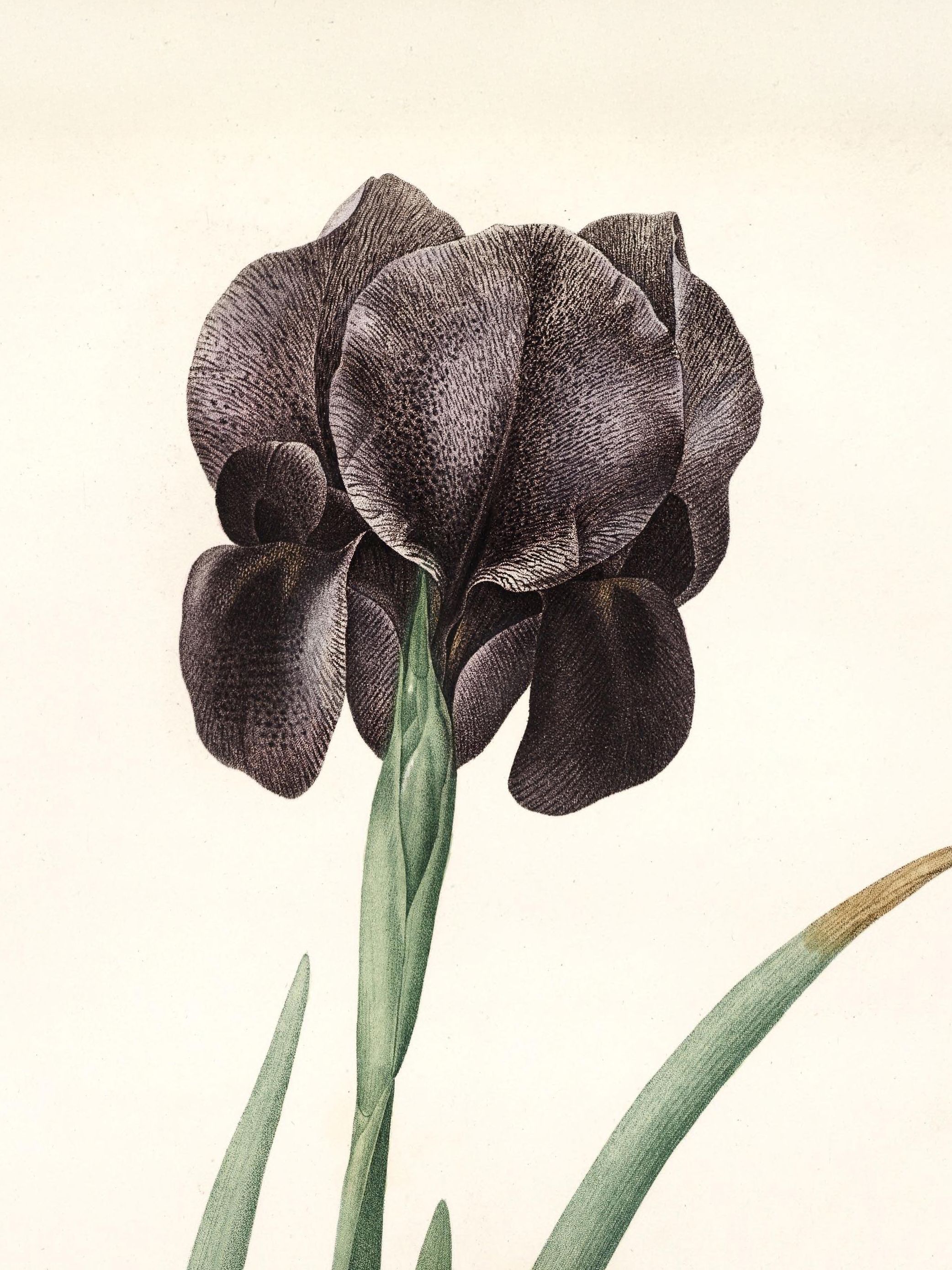 Pierre-Joseph Redouté — Raphael of Flowers