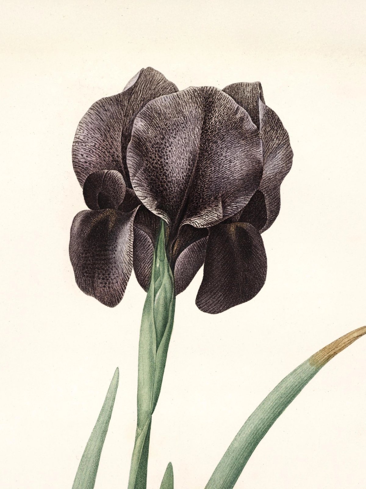 Pierre-Joseph Redouté — Raphael of Flowers