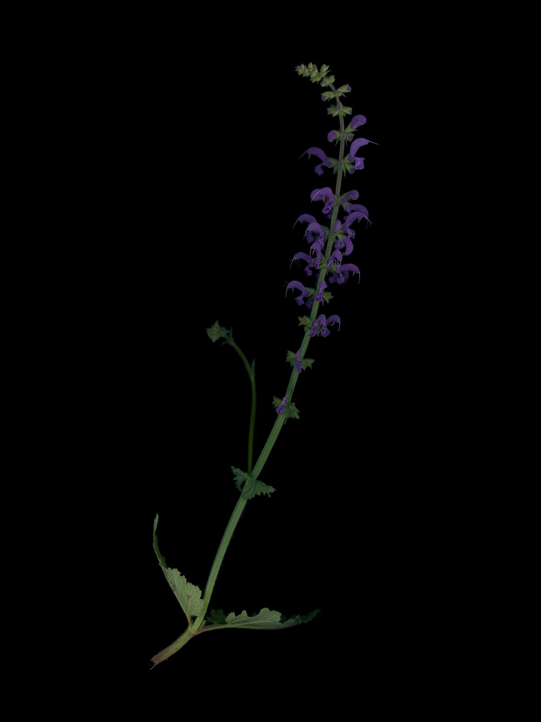 Salvia pratensis (Meadow sage) — HD Scan, Thalkirchen, Germany, 2025