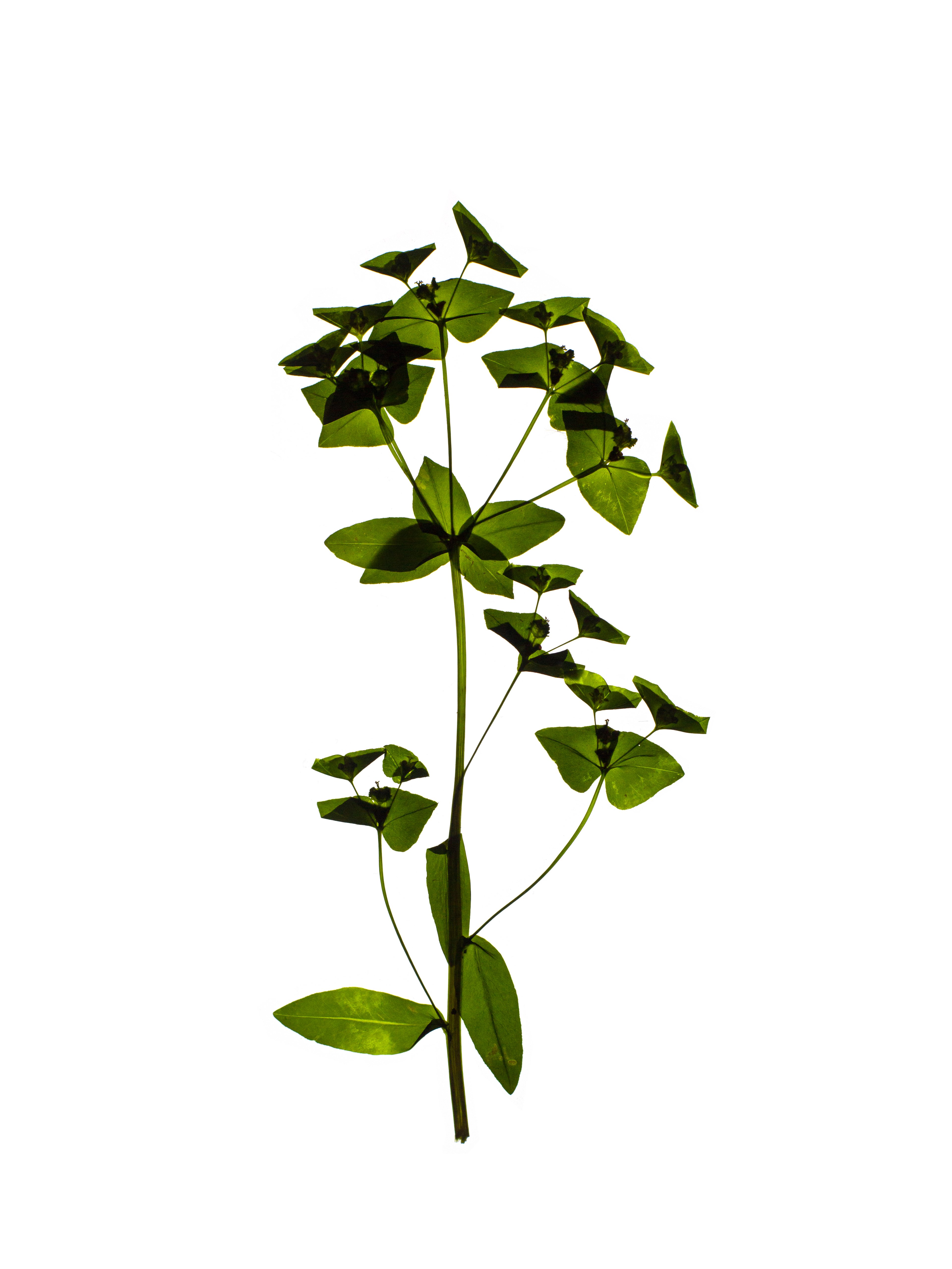 Euphorbia dulcis (Sweet spurge) — Backlit, Zürich, Switzerland, 2021