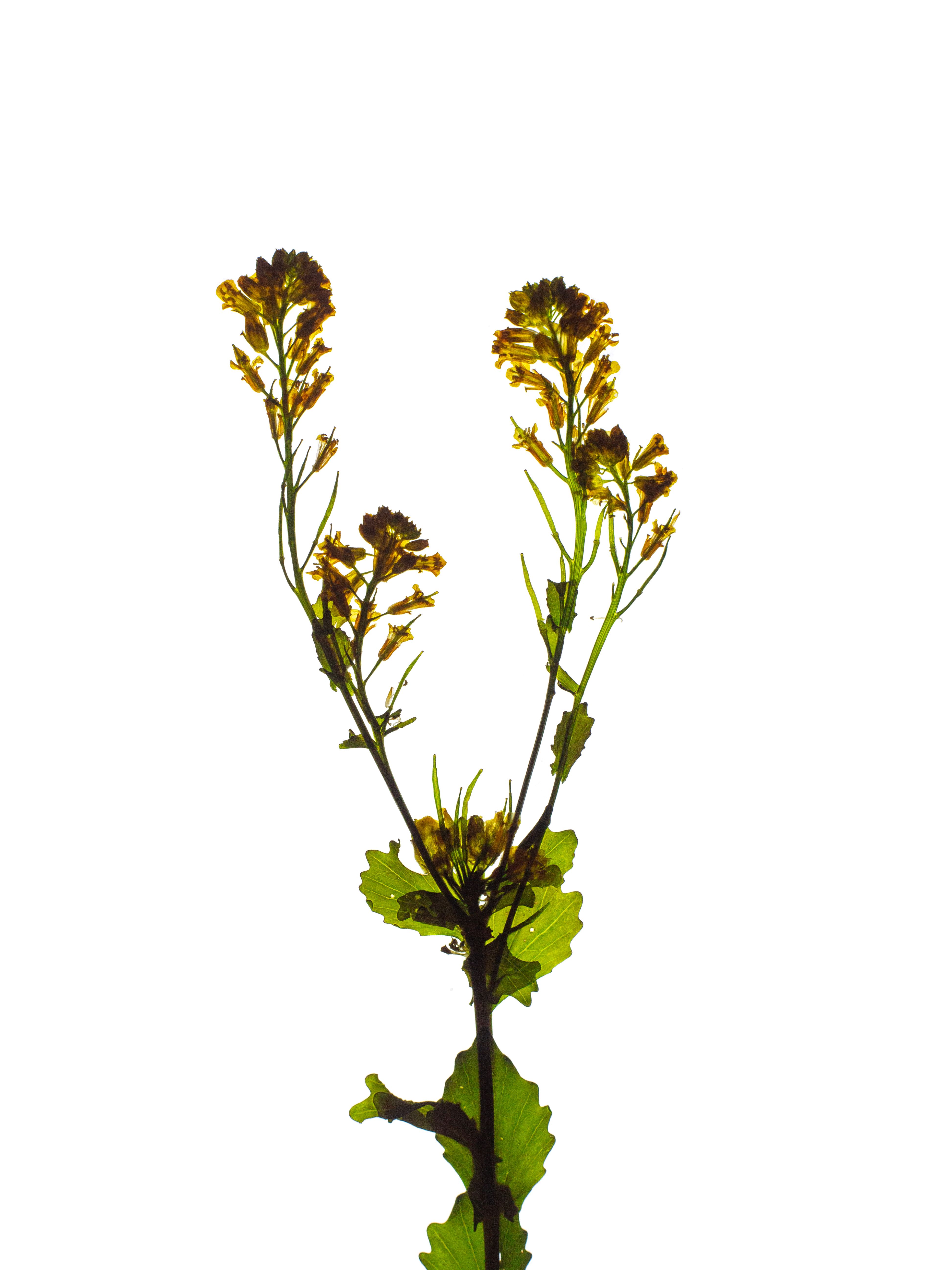 Barbarea vulgaris (Wintercress) — detail, Backlit, Thalkirchen, Germany, 2024