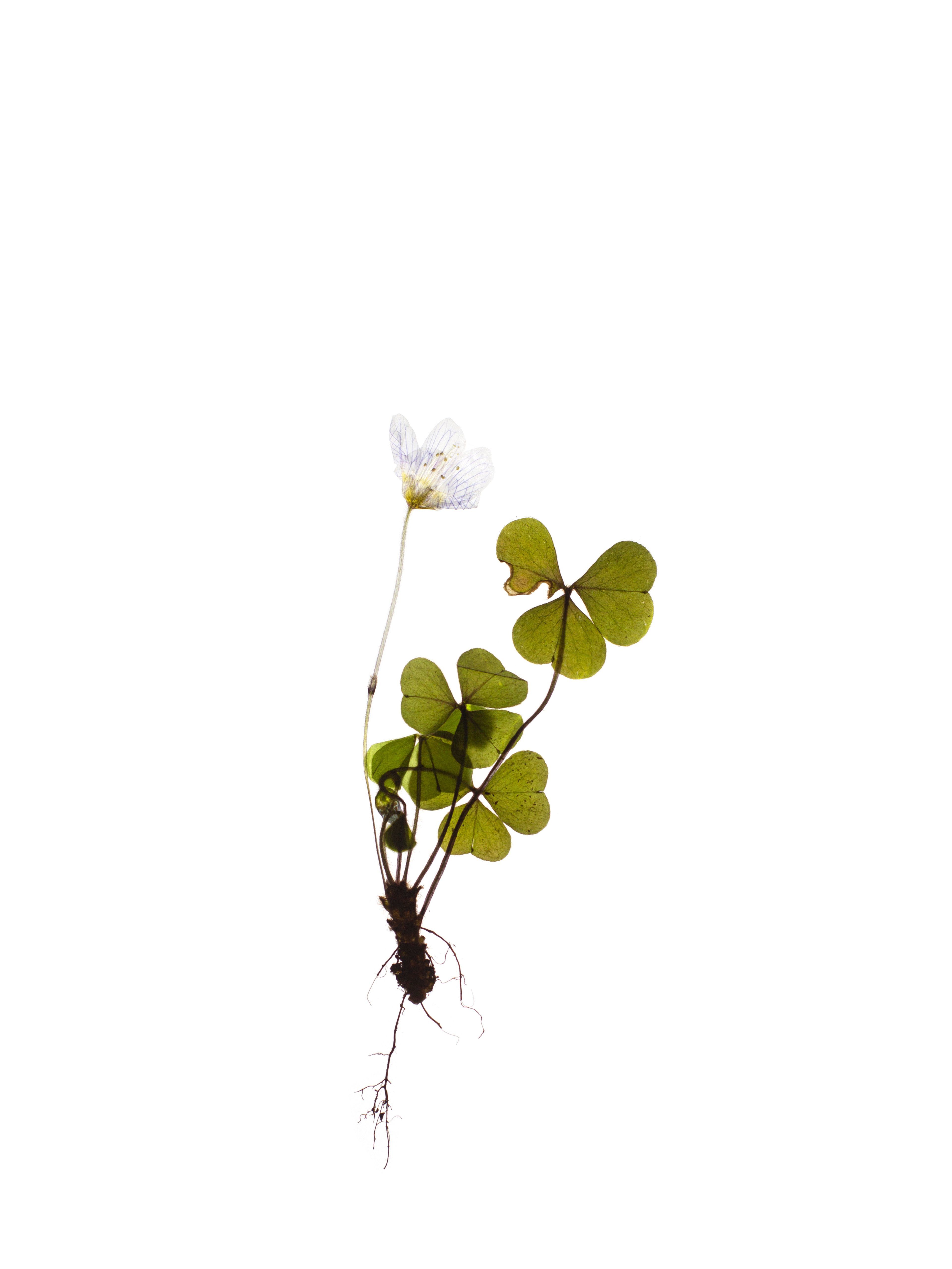 Oxalis acetosella (Wood sorrel) — Backlit, Pliezhausen, Germany, 2020