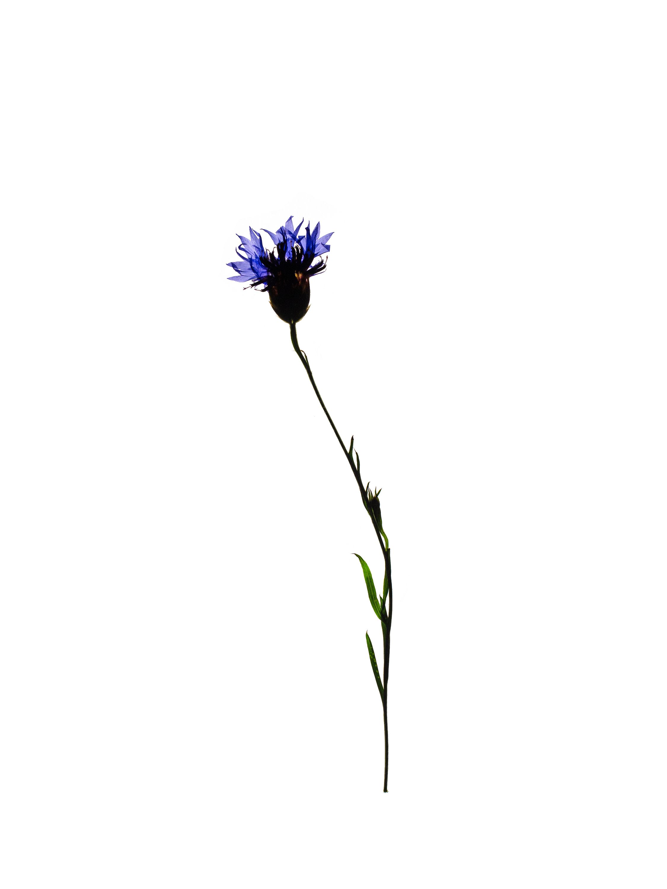 Cyanus segetum (Cornflower) — Backlit, Offenbach, Germany, 2018