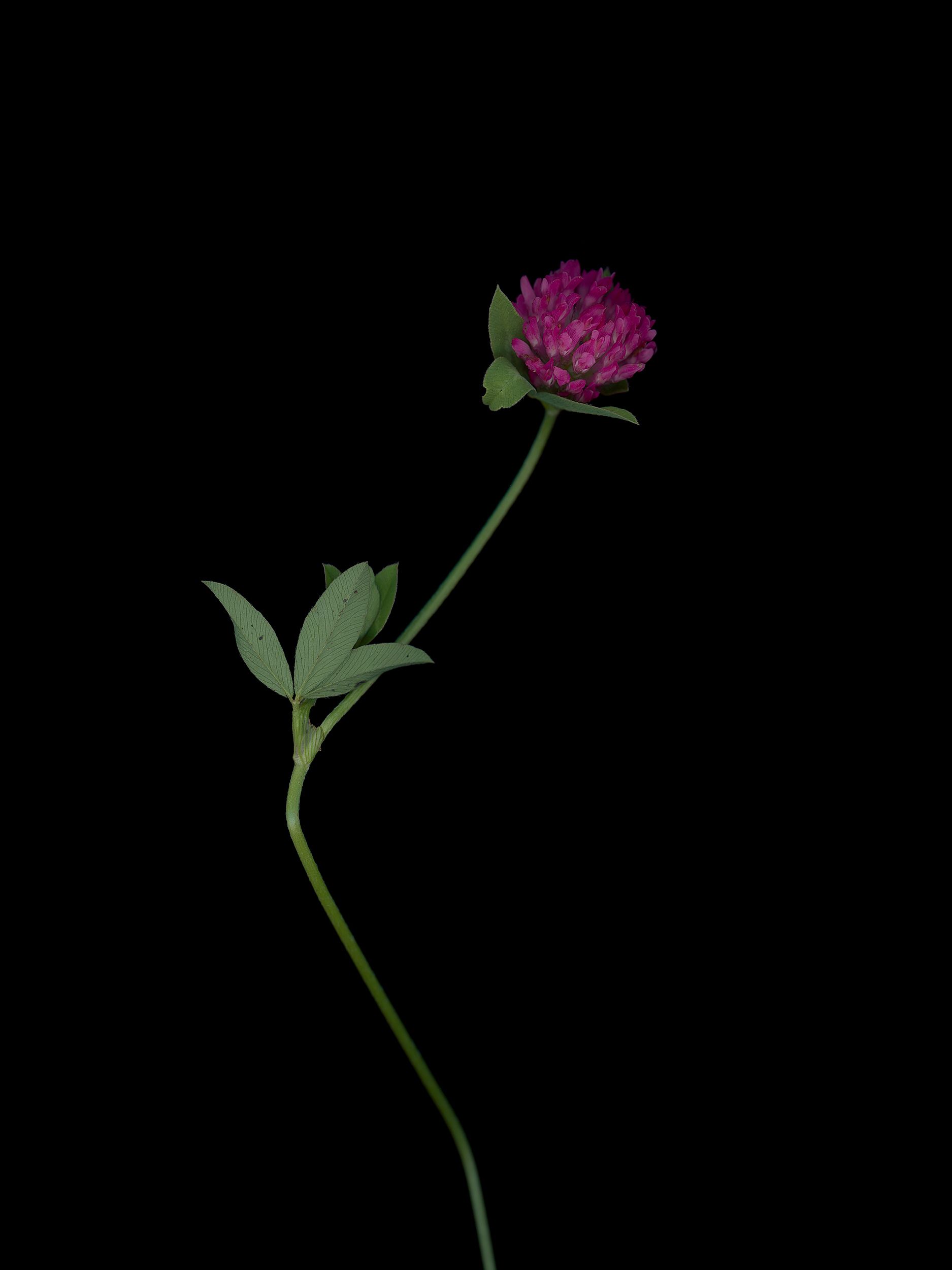 Trifolium pratense (Red clover) — HD Scan, Thalkirchen, Germany, 2025