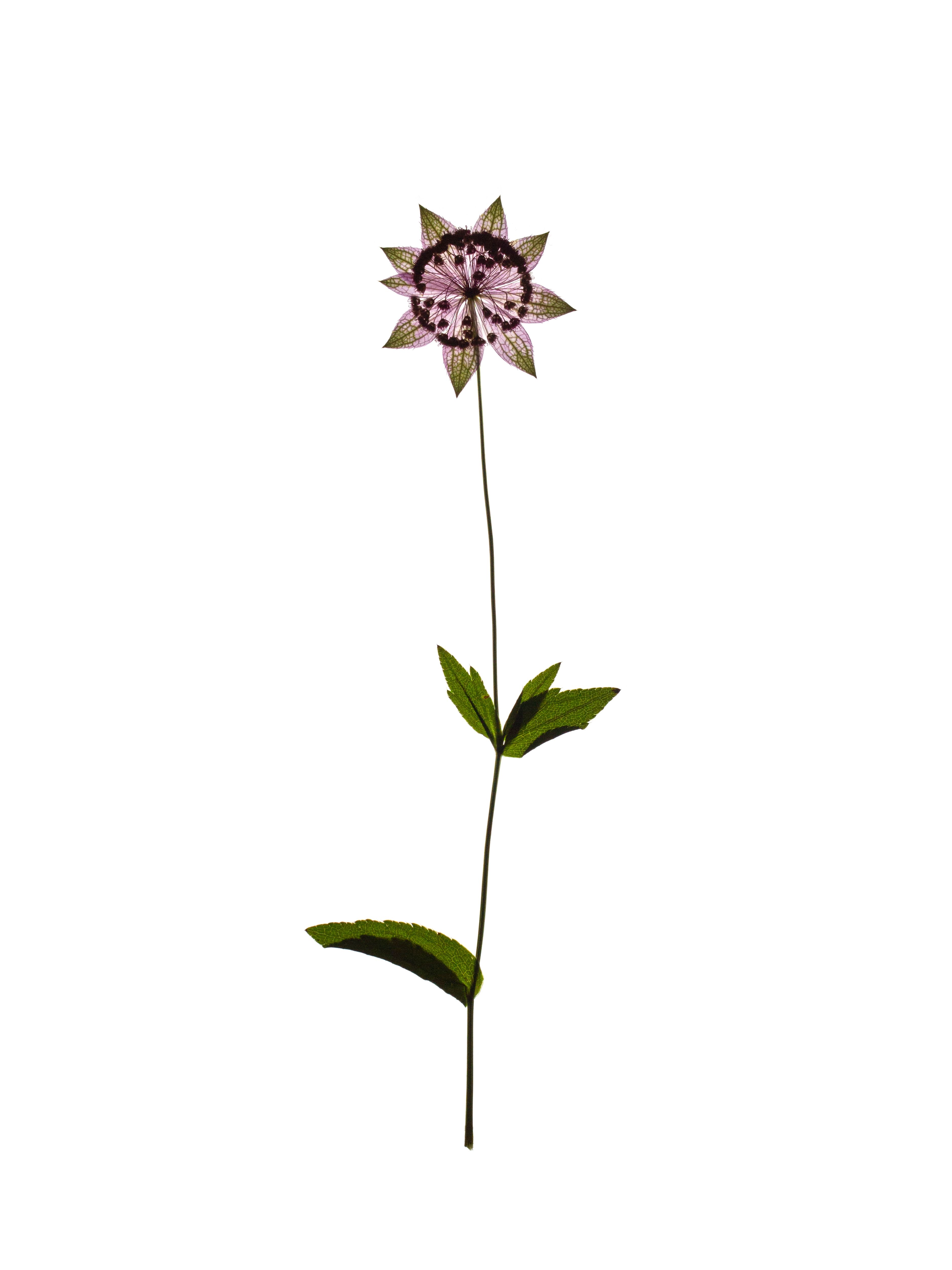 Astrantia maxima (Great masterwort) — Backlit, Ushguli, Georgia, 2019