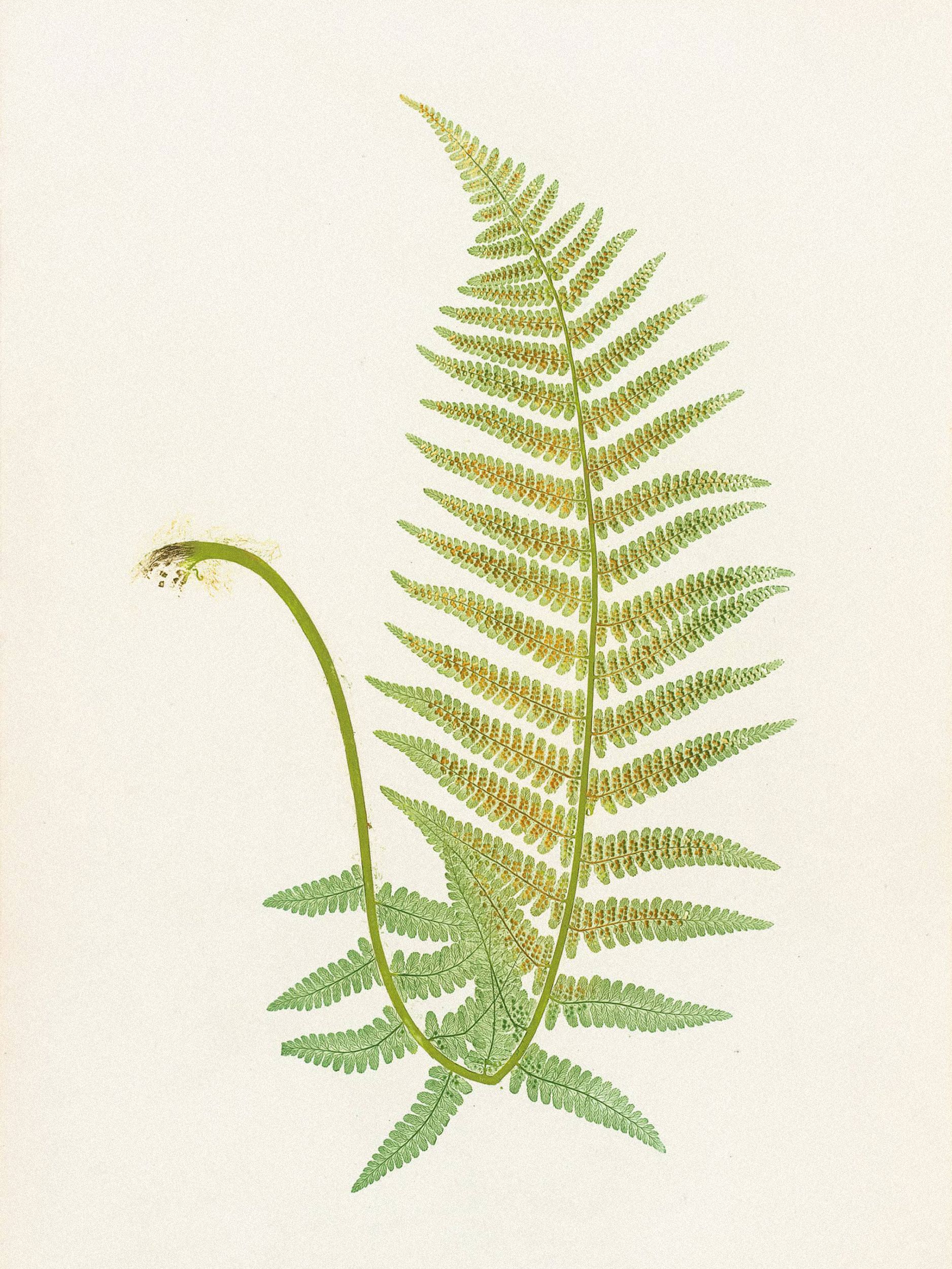 Henry Bradbury — Pioneer of Botanical Nature Printing