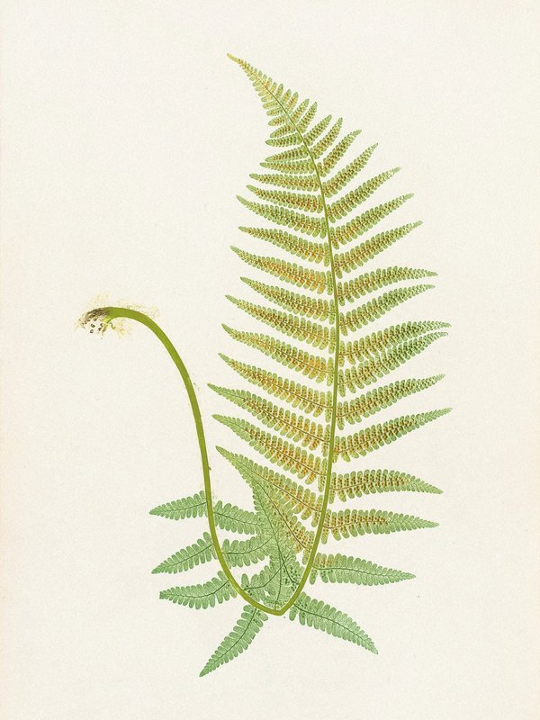 Henry Bradbury — Pioneer of Botanical Nature Printing