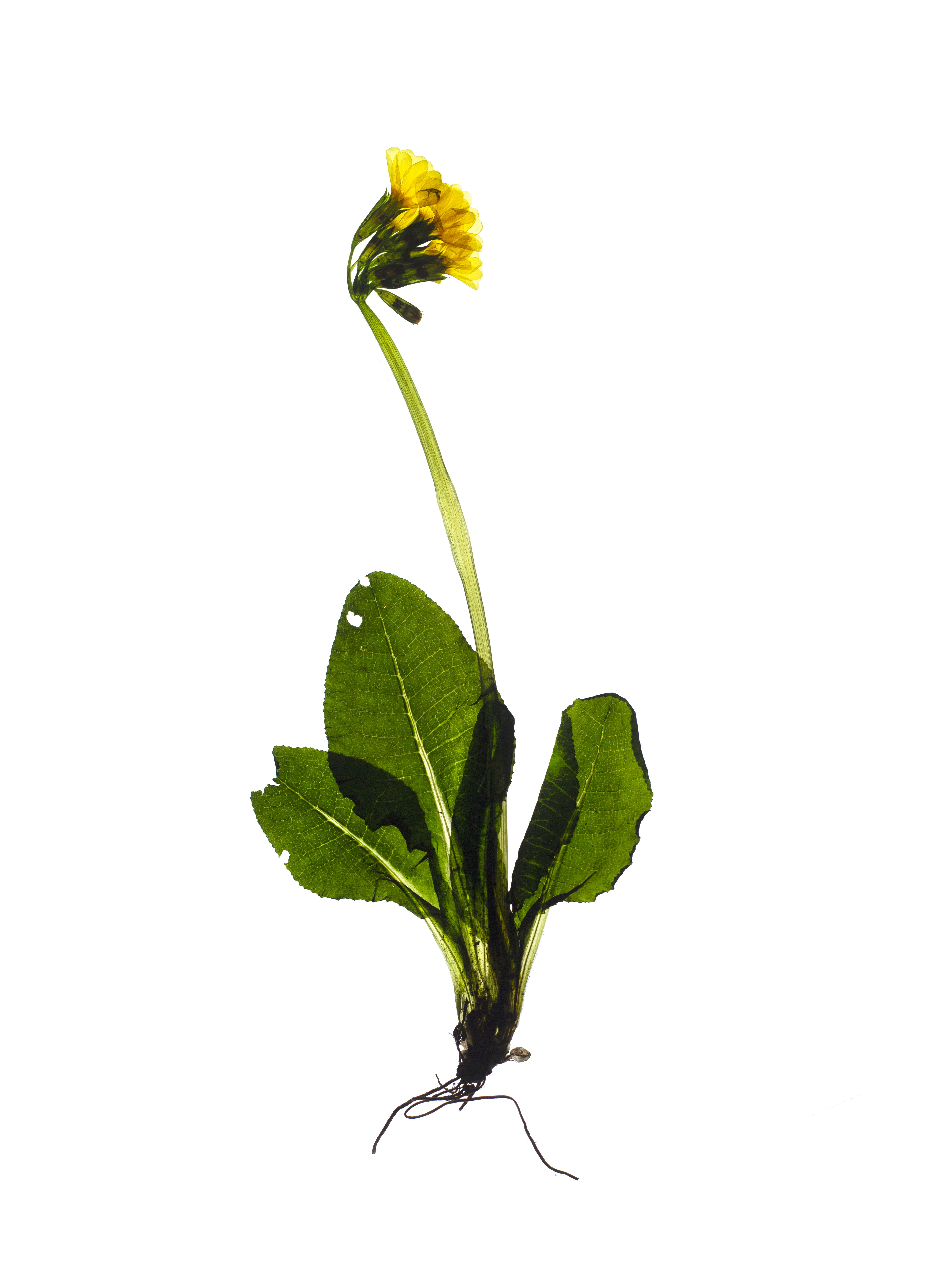 Primula elatior (Oxlip) — Pliezhausen, Germany, 2020