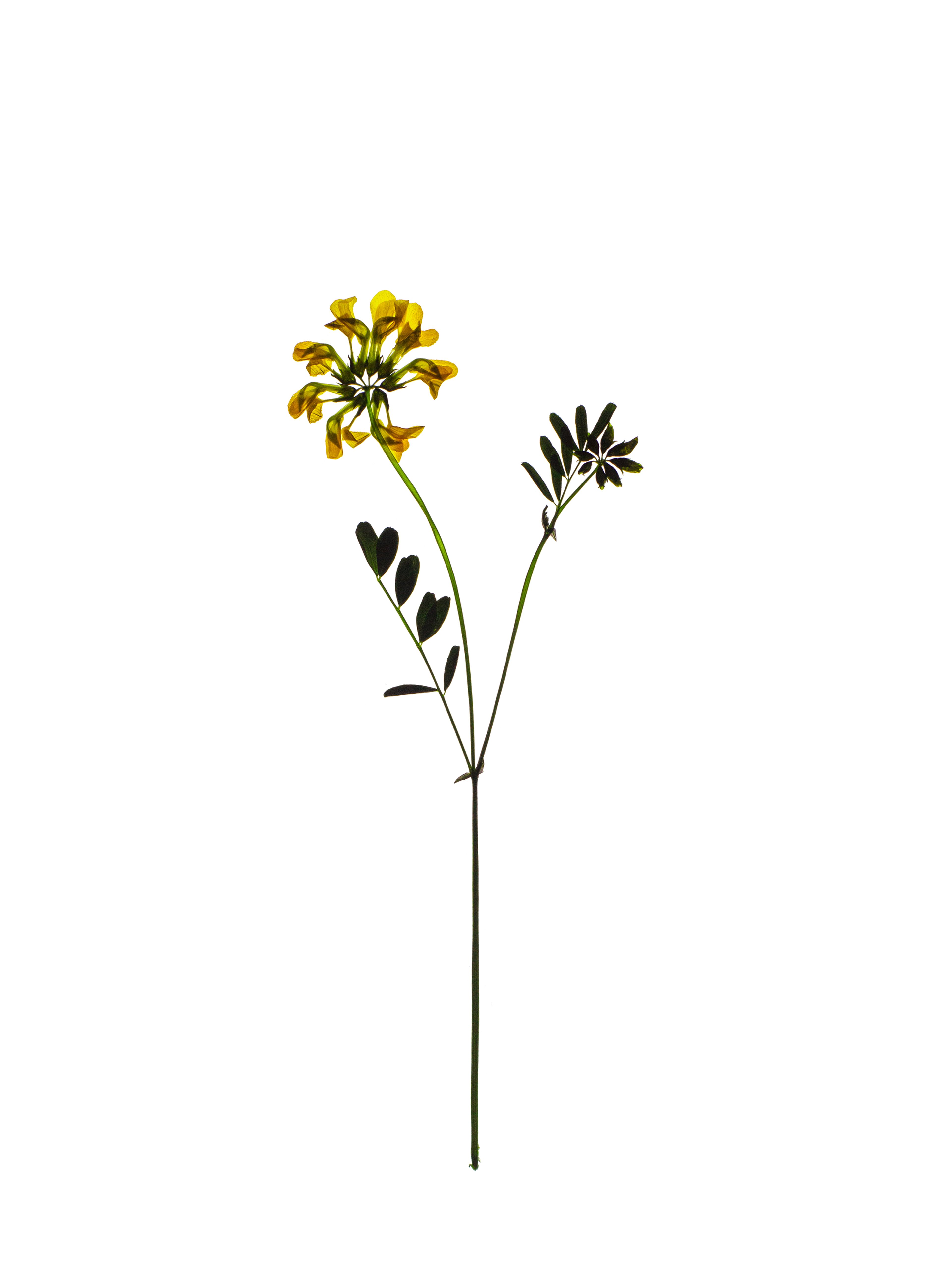 Hippocrepis comosa (Horseshoe vetch) — Backlit, Zürich, Switzerland, 2021