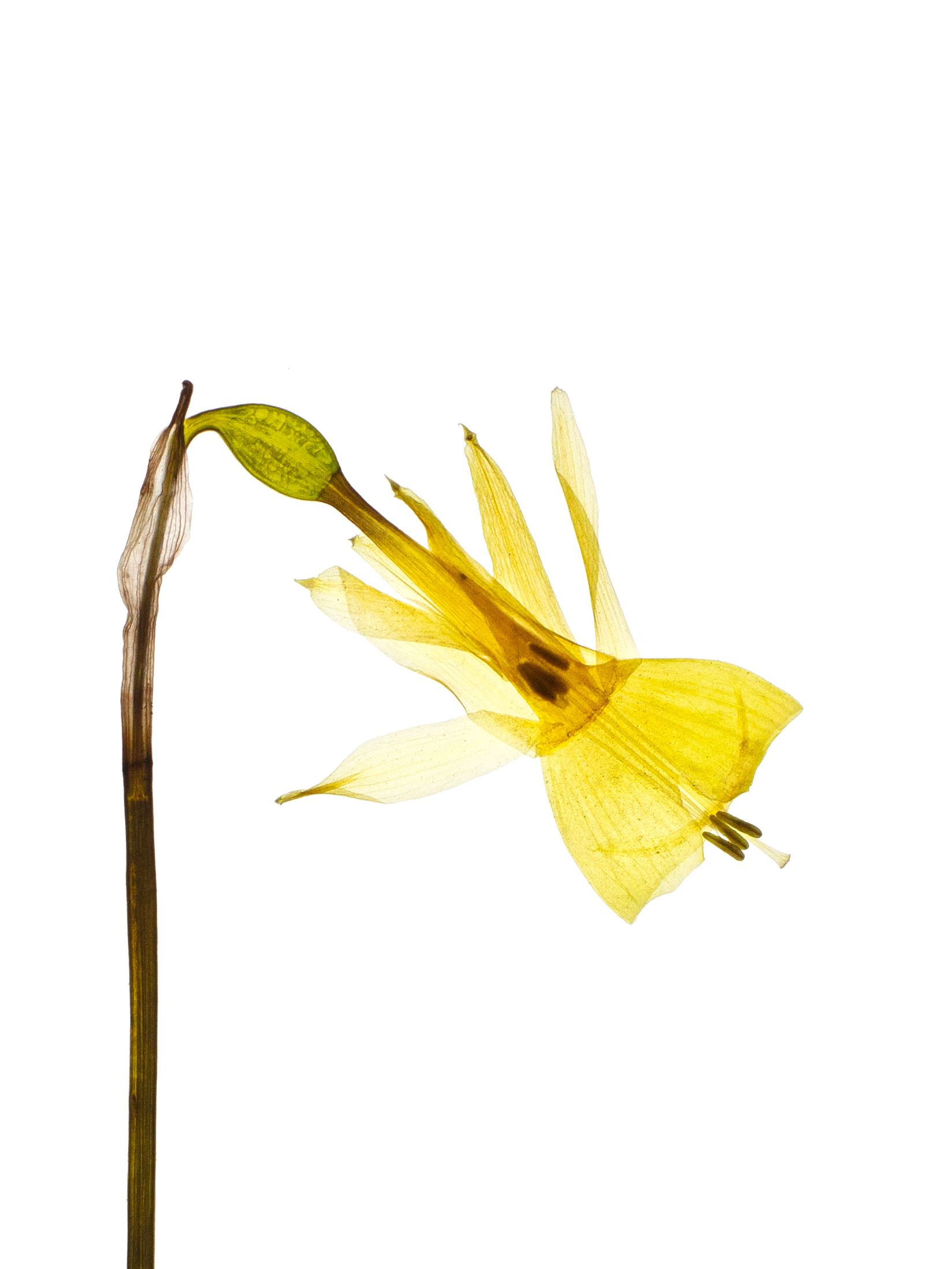 Narcissus triandrus (Angel’s tears daffodil) — detail, Backlit, Cercedilla, Spain, 2023