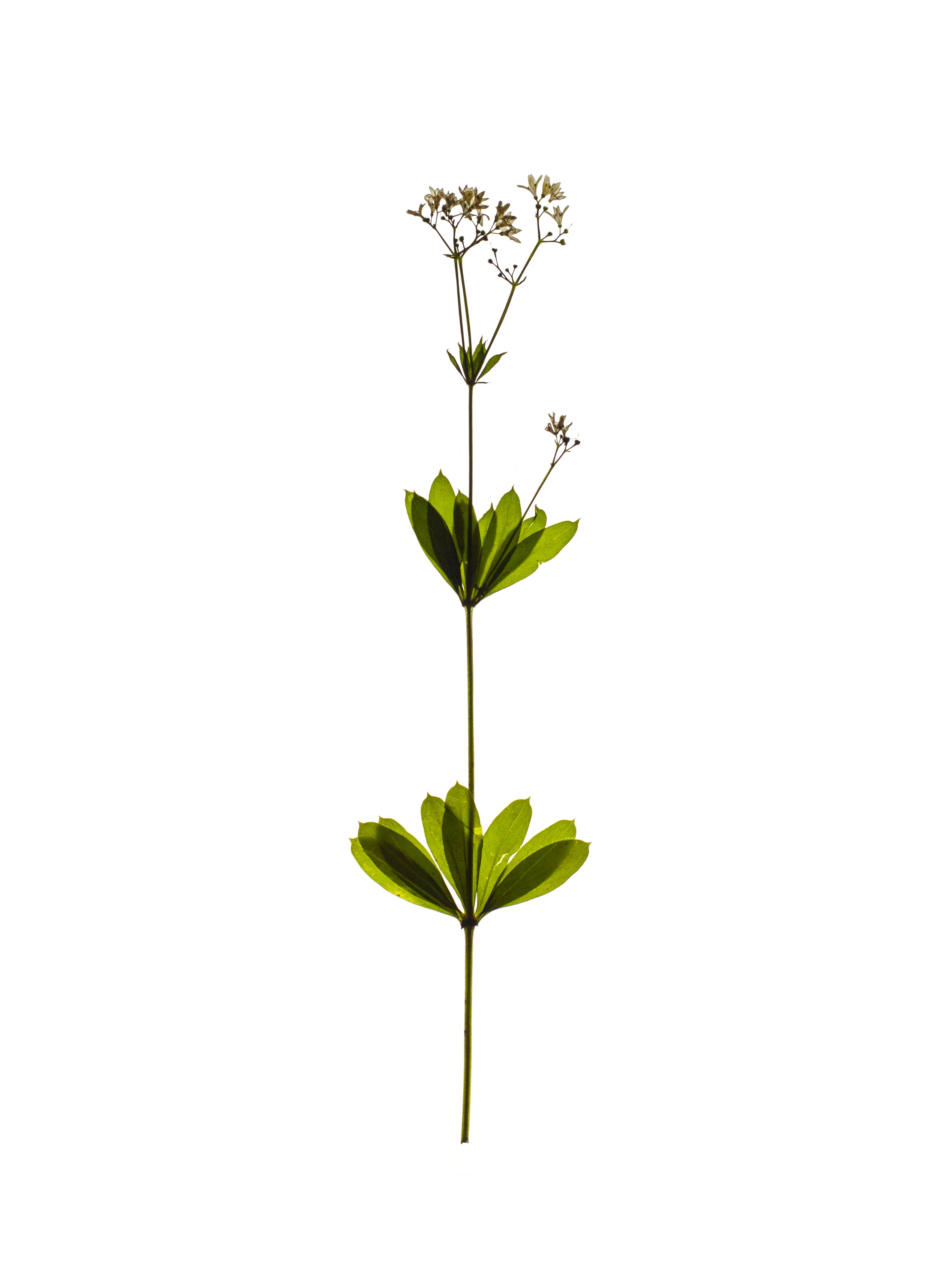 Galium odoratum (Sweet woodruff) — Backlit, Freiburg, Germany, 2021