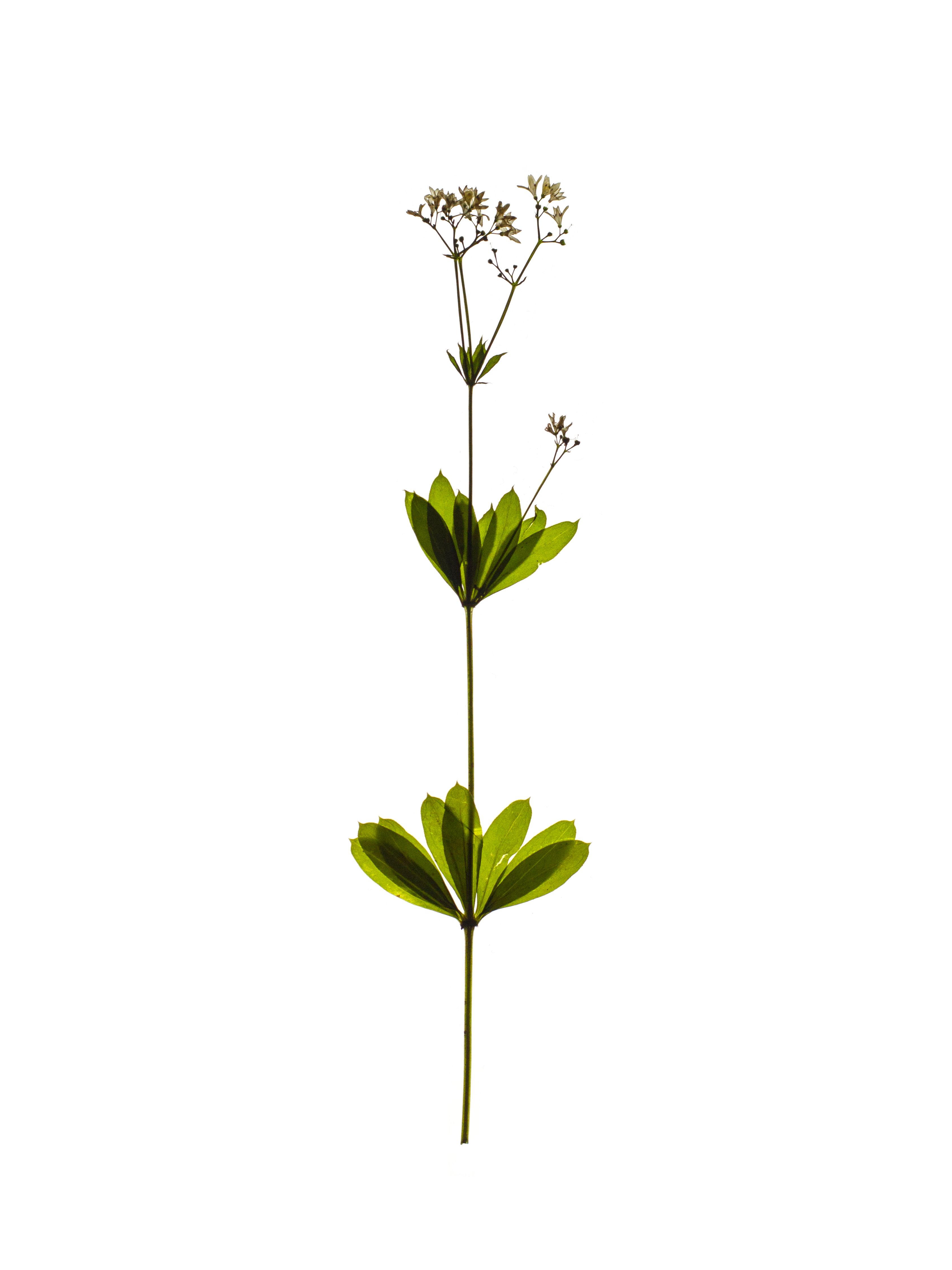 Galium odoratum (Sweet woodruff) — Freiburg, Germany, 2021