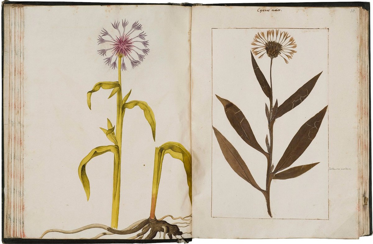 Felix Platter — Origins of the Herbarium