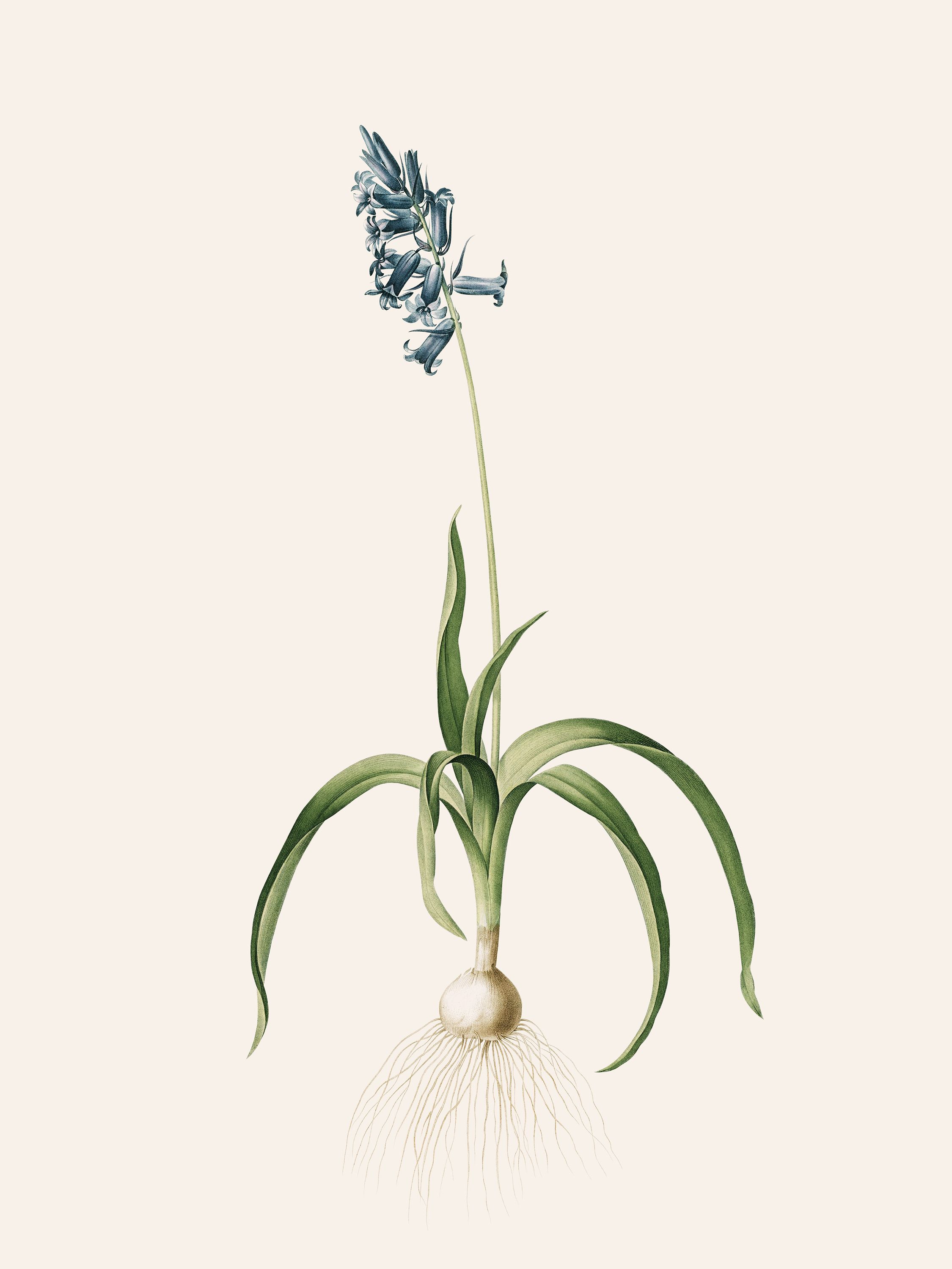 Hyacinthoides non-scripta (English bluebell) — Plant Illustration, Les Liliacées, Vol. 4/ Pl. 224