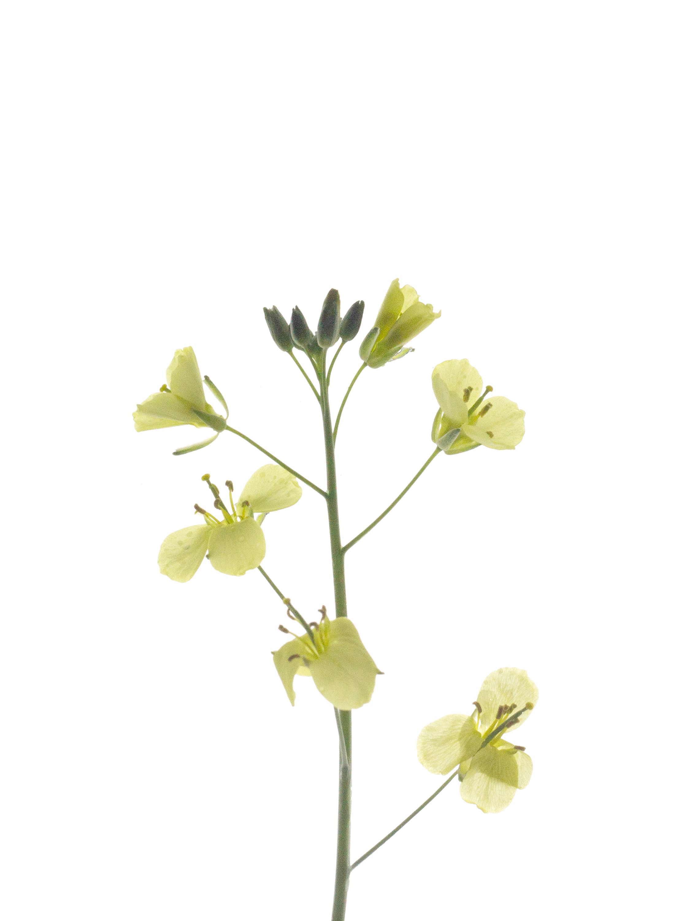 Diplotaxis tenuifolia (Wild rocket) — Water Immersion, Stuttgart, Germany, 2022