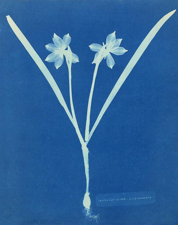 Leucojum vernum (Spring snowflake) — Cyanotype, Leucojum vernum, 1854