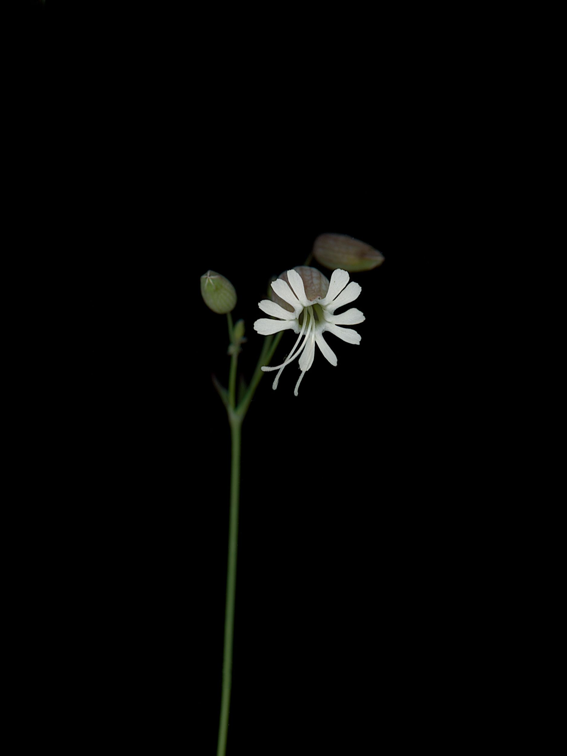 Silene vulgaris (Bladder campion) — detail, Thalkirchen, Germany, 2025