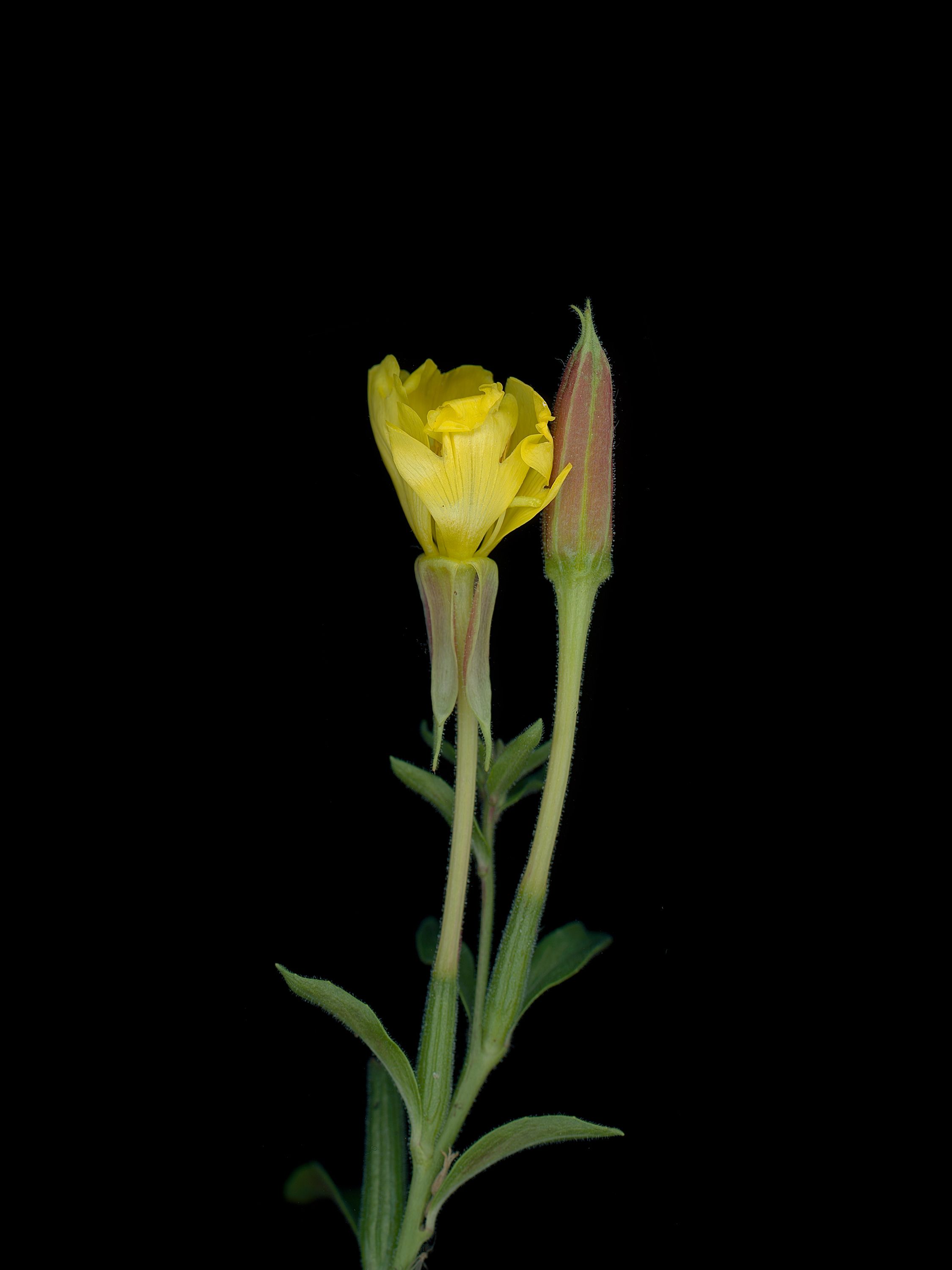 Oenothera biennis (Evening primrose) — detail, HD Scan, Munich, Germany, 2025