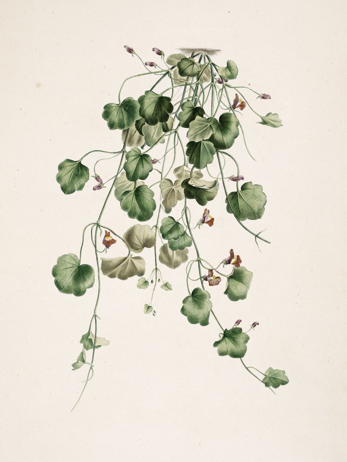 Plant Illustration