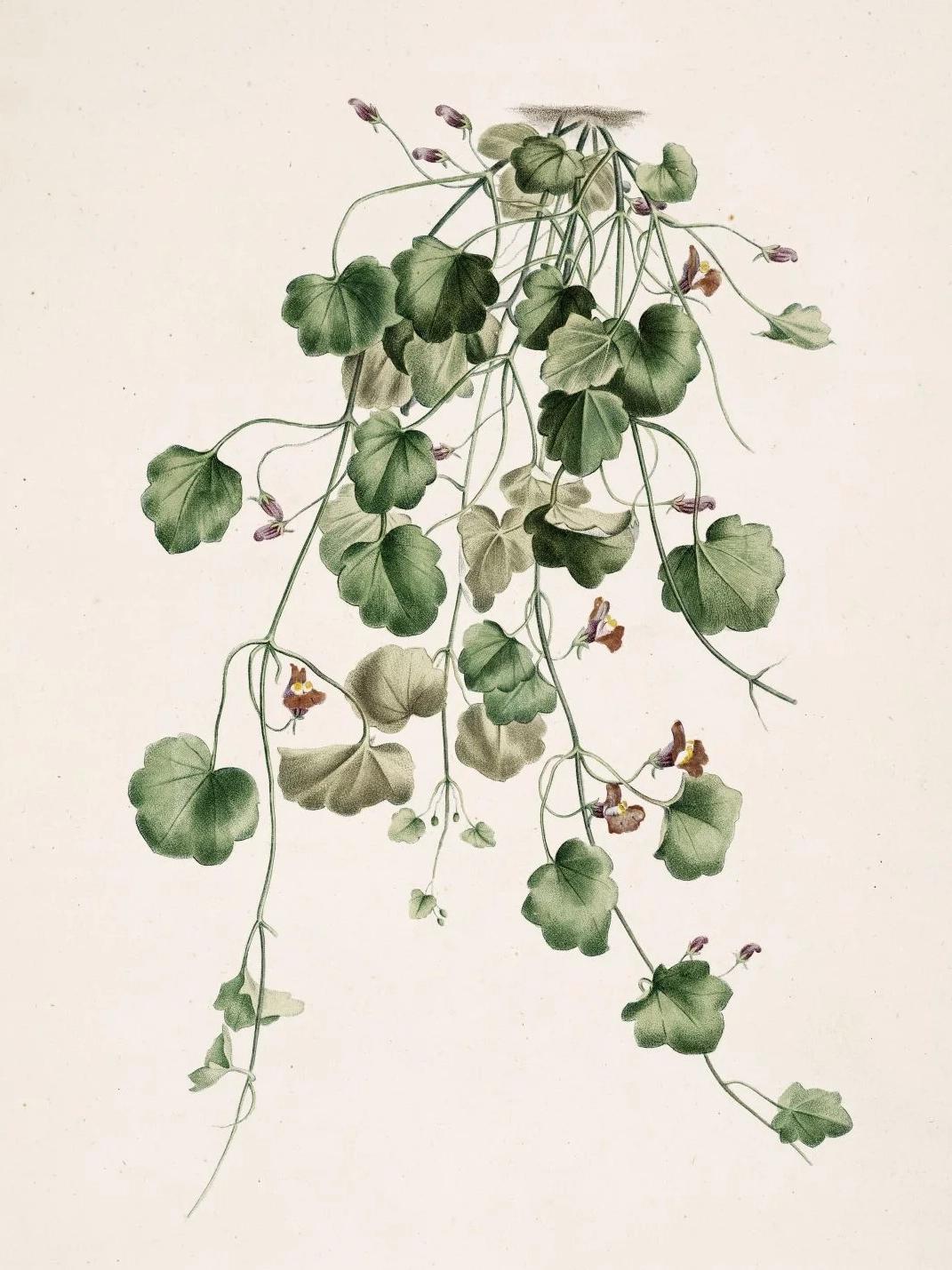 Cymbalaria muralis (Ivy-leaved toadflax) — Plant Illustration, La Botanique de J.J. Rousseau, 1905