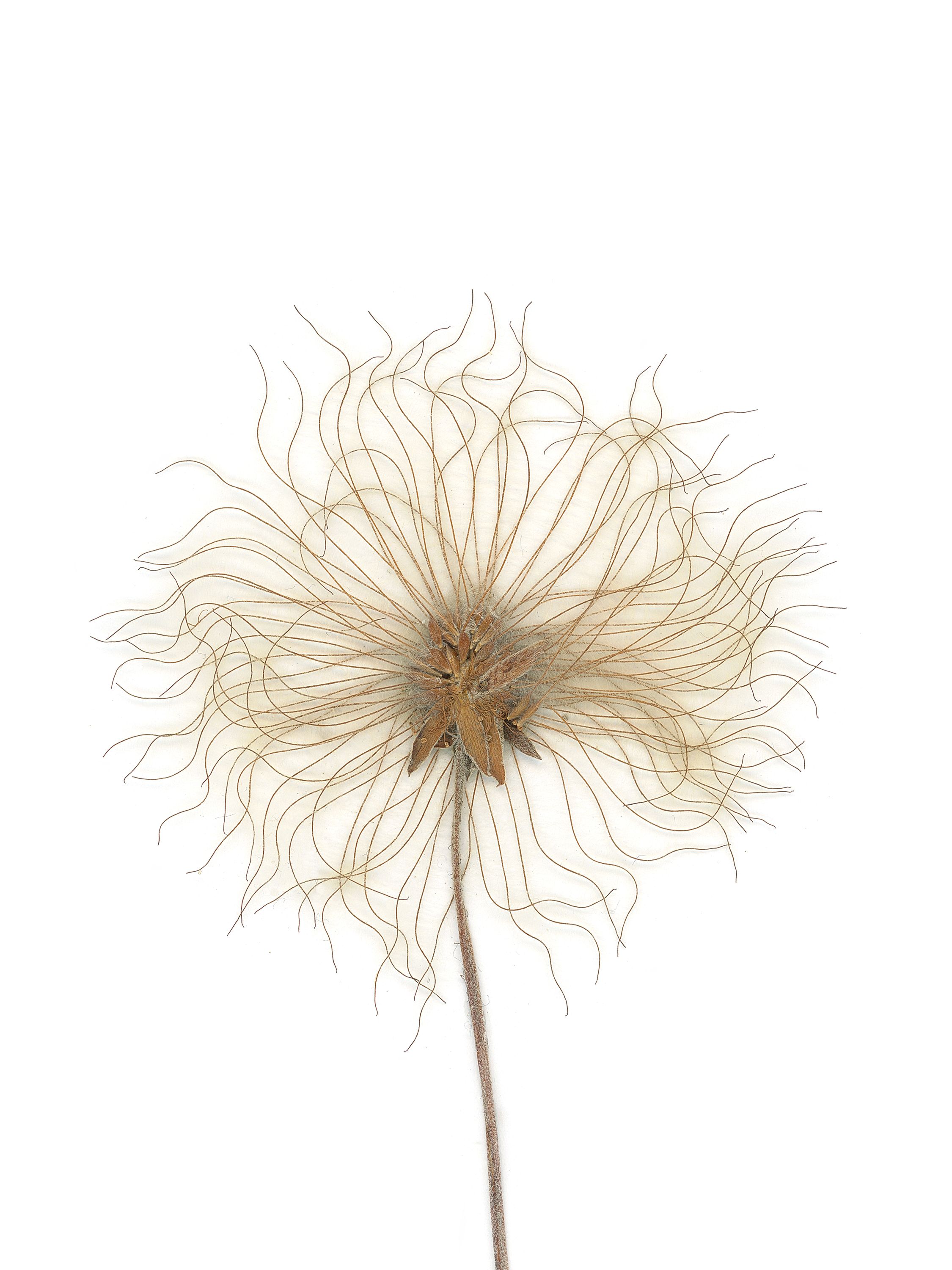 Dryas octopetala (Mountain avens) — Pressed, Iceland, 2018 (HA-0001, plate II)