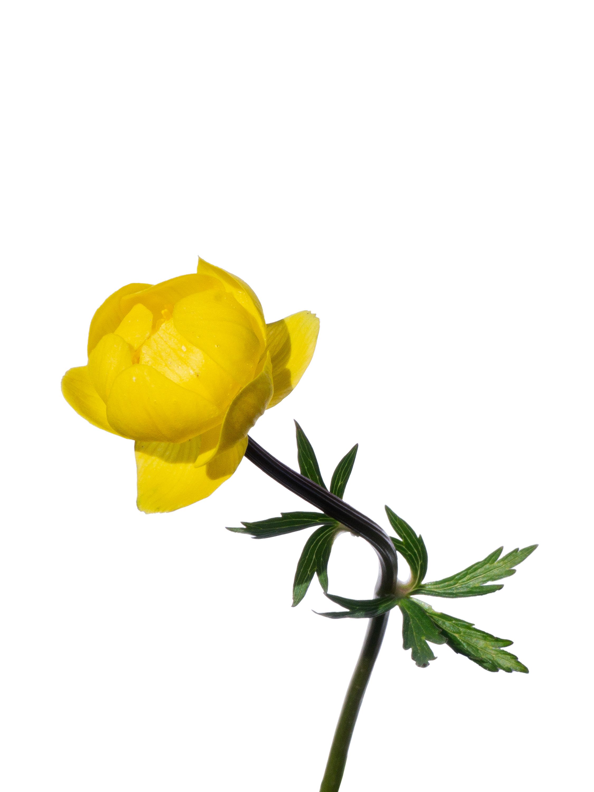 Trollius europaeus (Globe Flower) — Photograph, Murnau, Germany, 2026