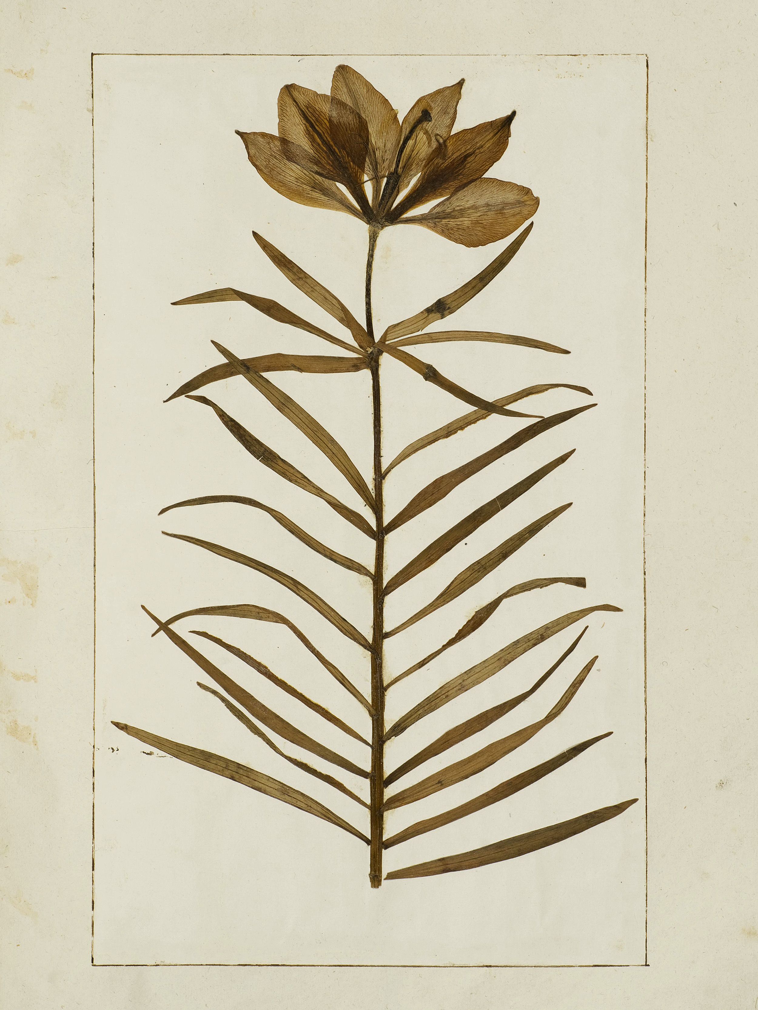 Felix Platter — Origins of the Herbarium