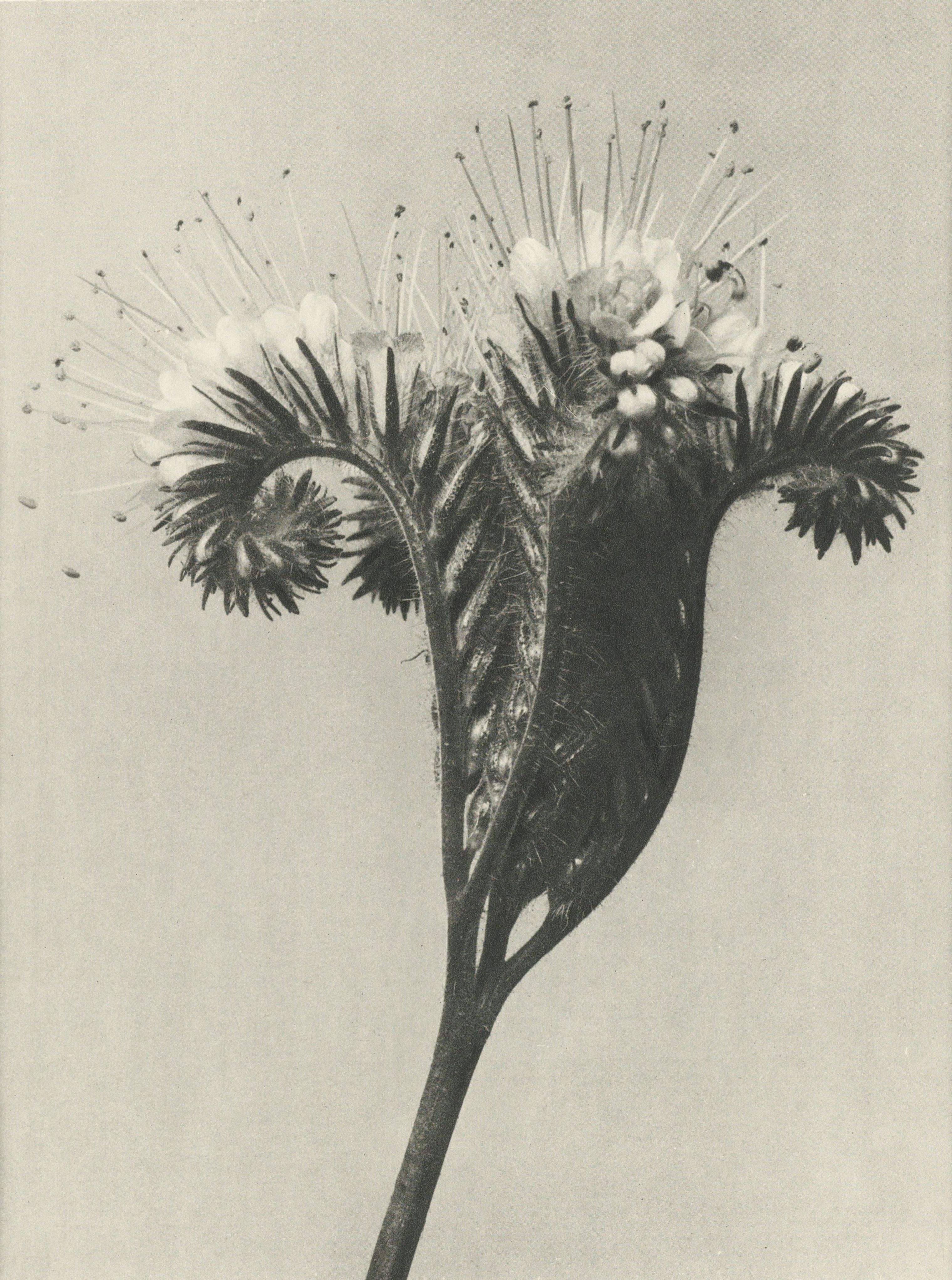 Karl Blossfeldt — Natural Design Archetypes