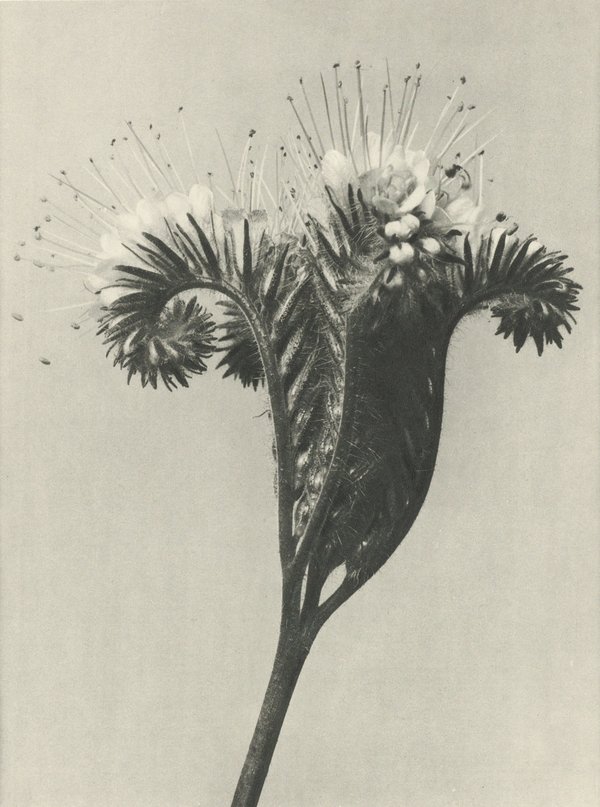 Karl Blossfeldt — Natural Design Archetypes
