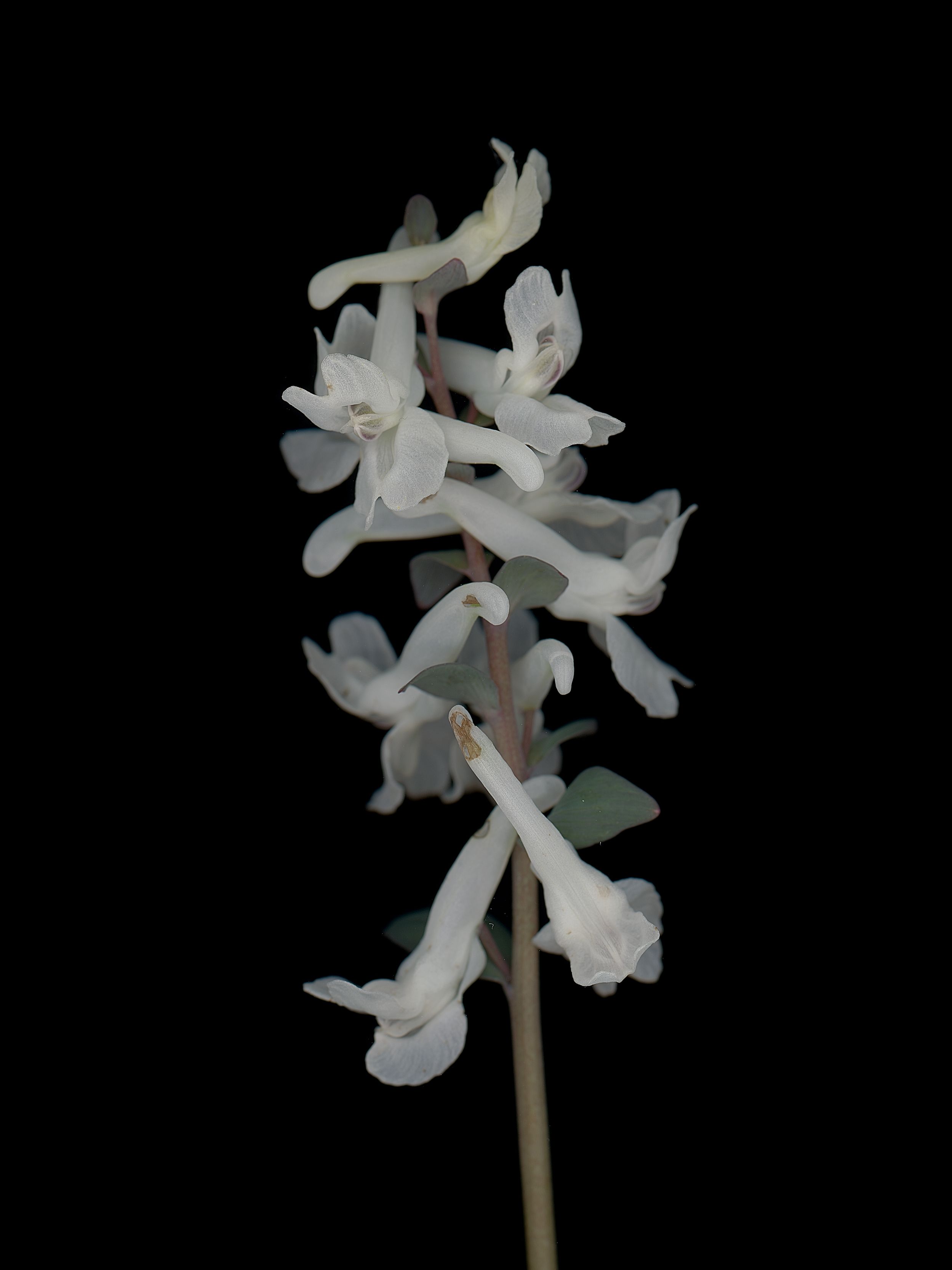 Corydalis cava (Hollowroot) — HD Scan, München, Germany, 2026