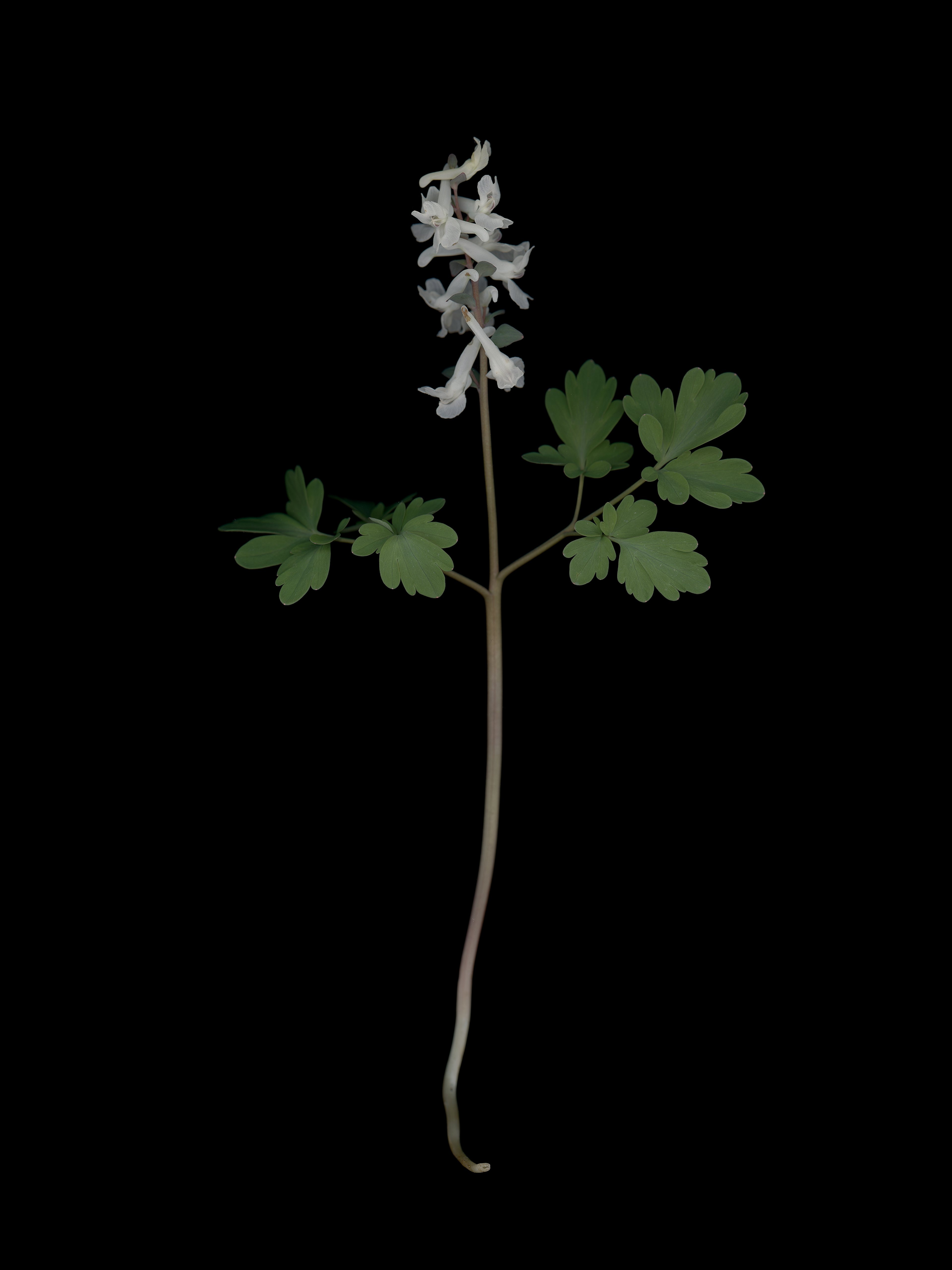 Corydalis cava (Hollowroot) — HD Scan, München, Germany, 2026