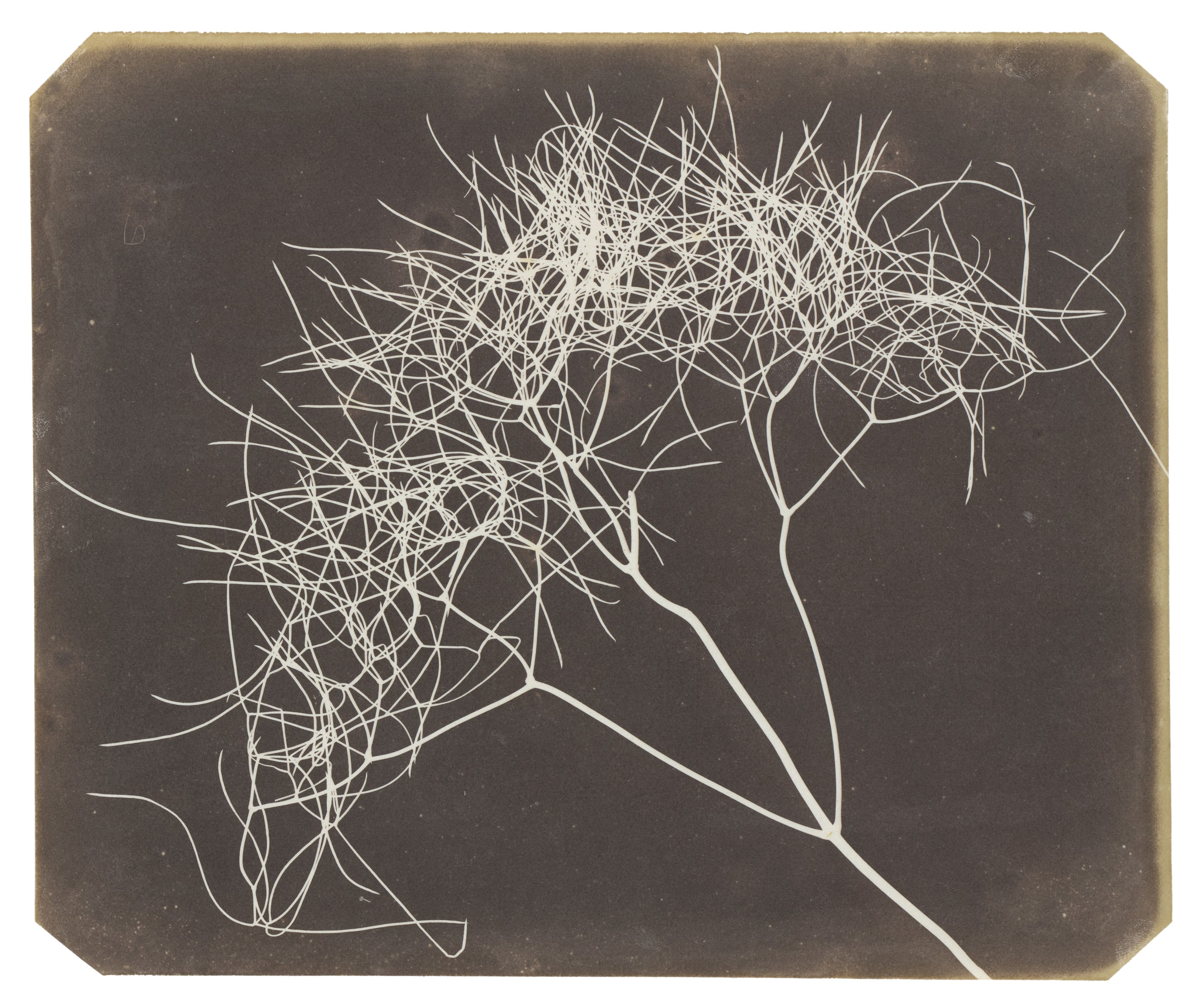 Fox Talbot — The First Reproducible Plant Photographs 