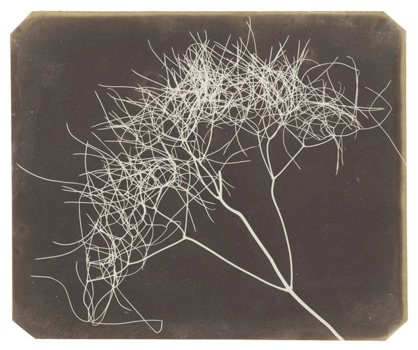 Fox Talbot — The First Reproducible Plant Photographs