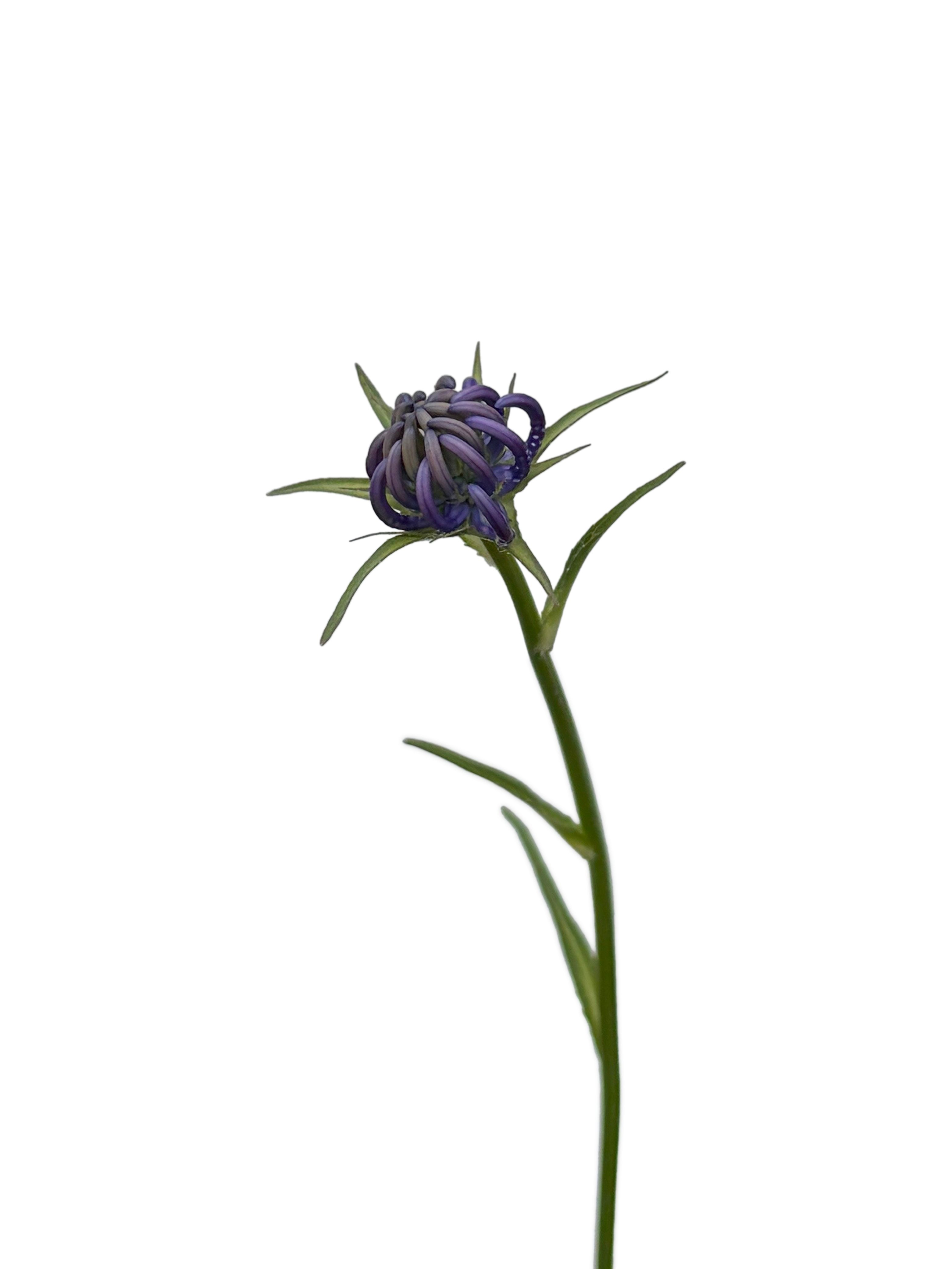 Phyteuma orbiculare (Round-headed rampion) — Photograph, Belluno, Italy, 2026