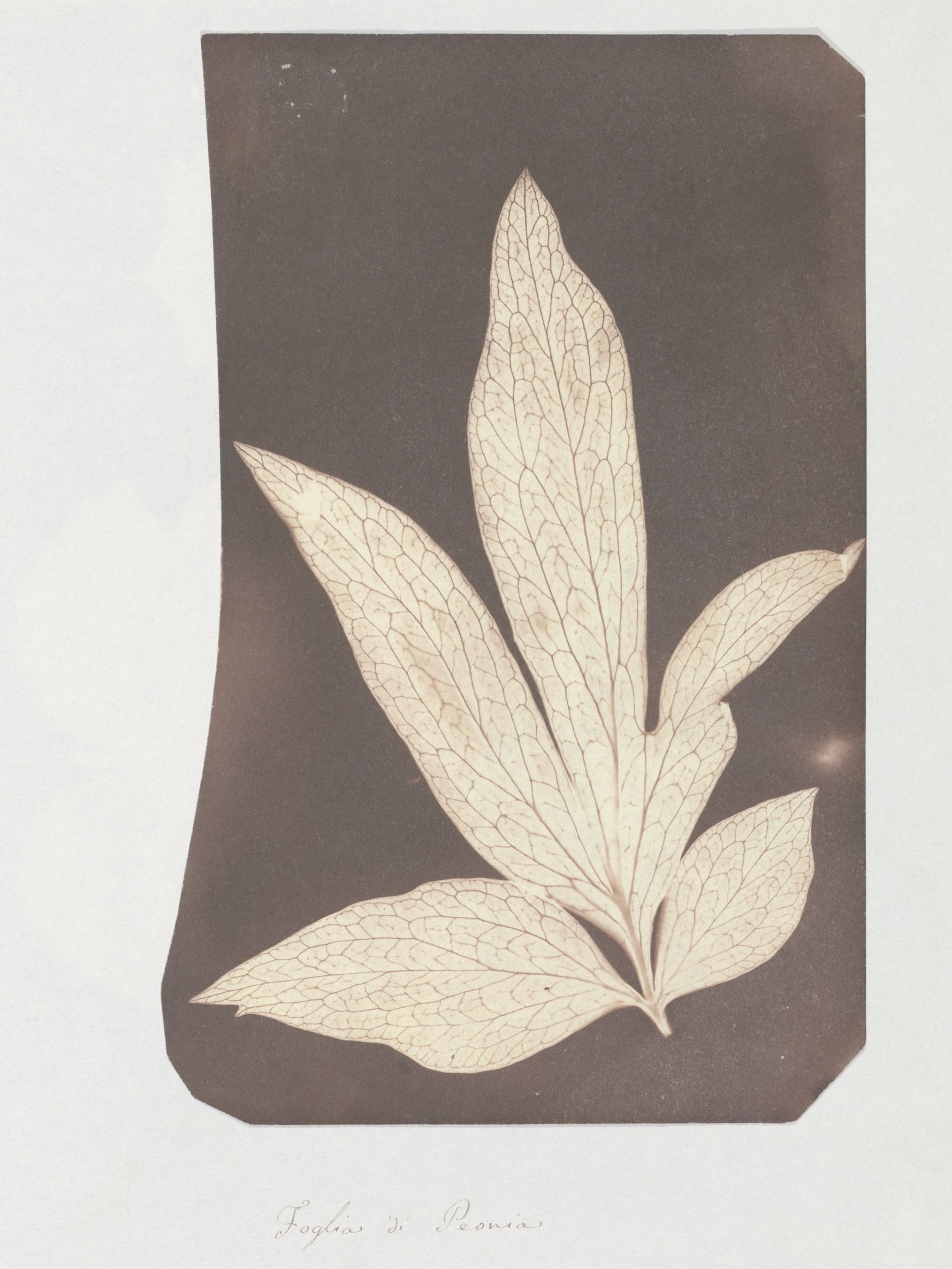 Fox Talbot — The First Reproducible Plant Photographs 