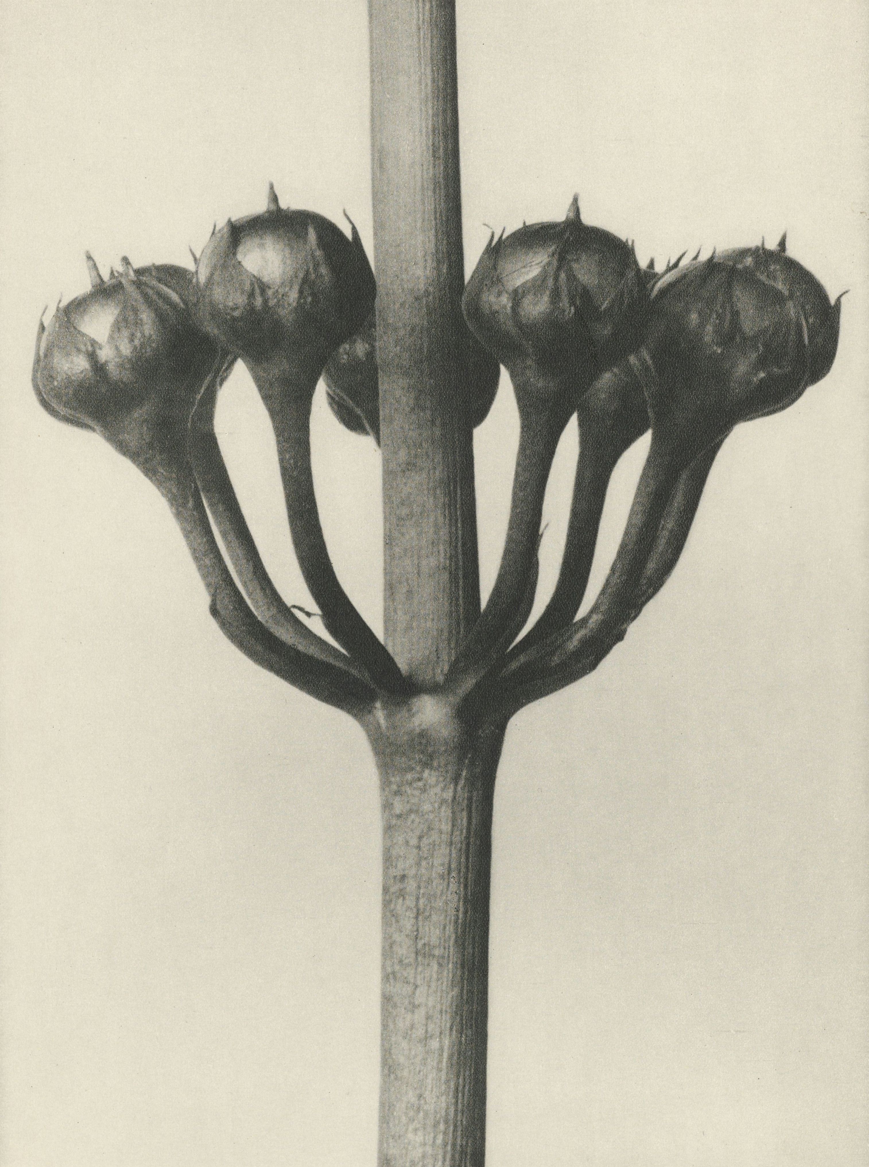 Karl Blossfeldt — Natural Design Archetypes