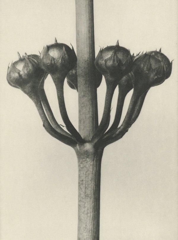 Karl Blossfeldt — Natural Design Archetypes