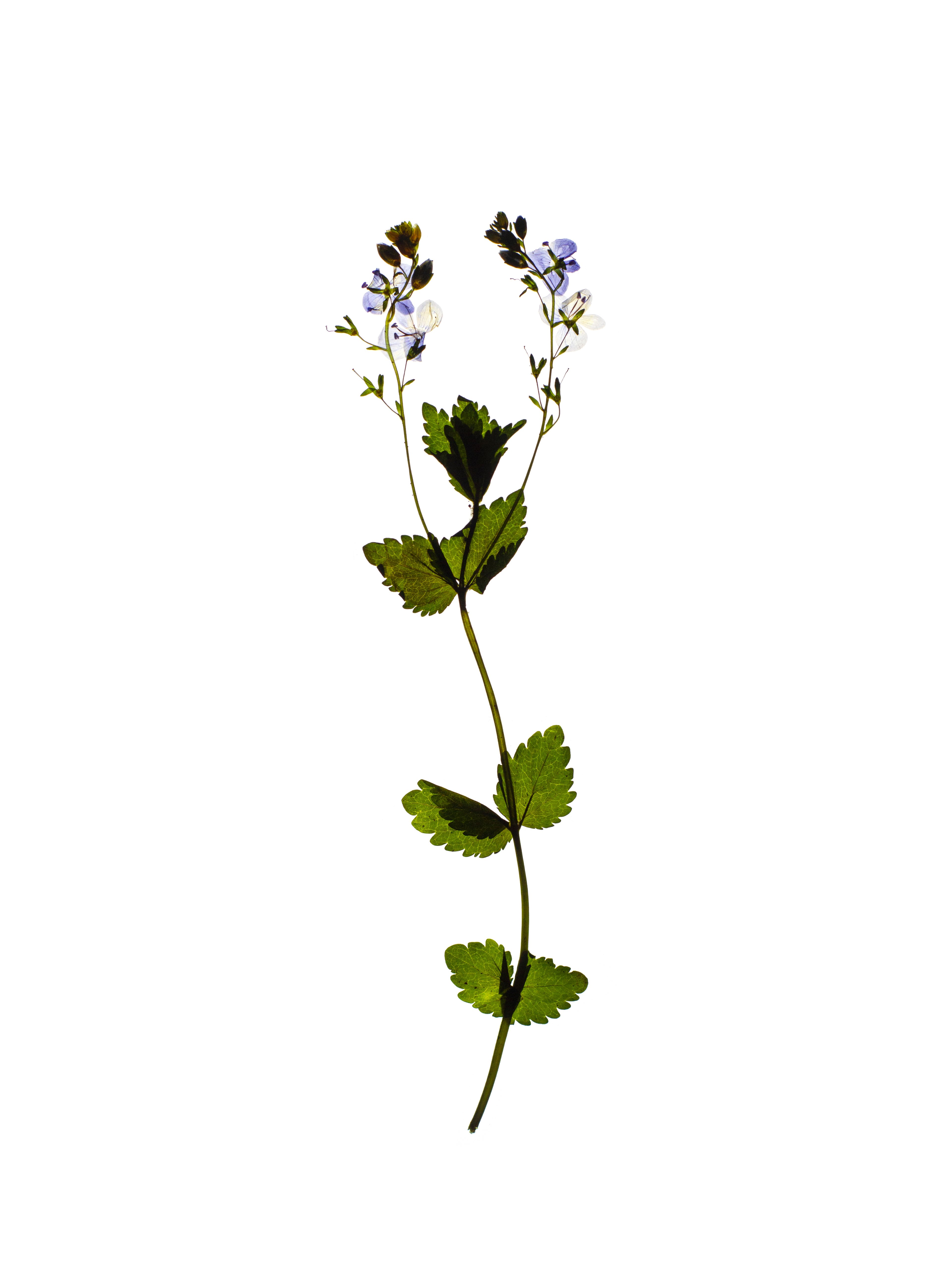Veronica chamaedrys (Germander speedwell) — Backlit, Freiburg, Germany, 2021