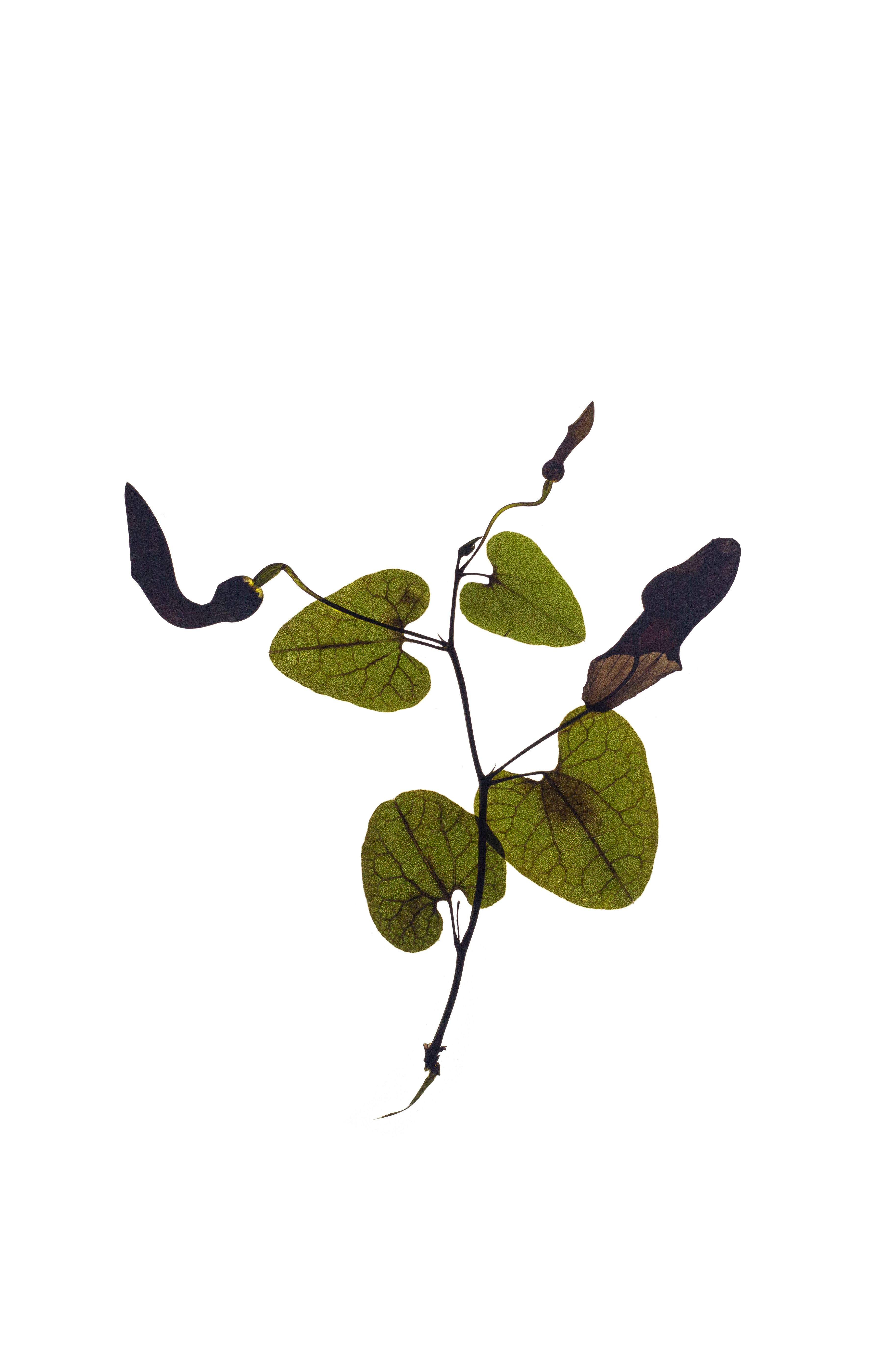 Aristolochia baetica (Andalusian dutchman's pipe) — Backlit, Vejer de la Frontera, Spain, 2022