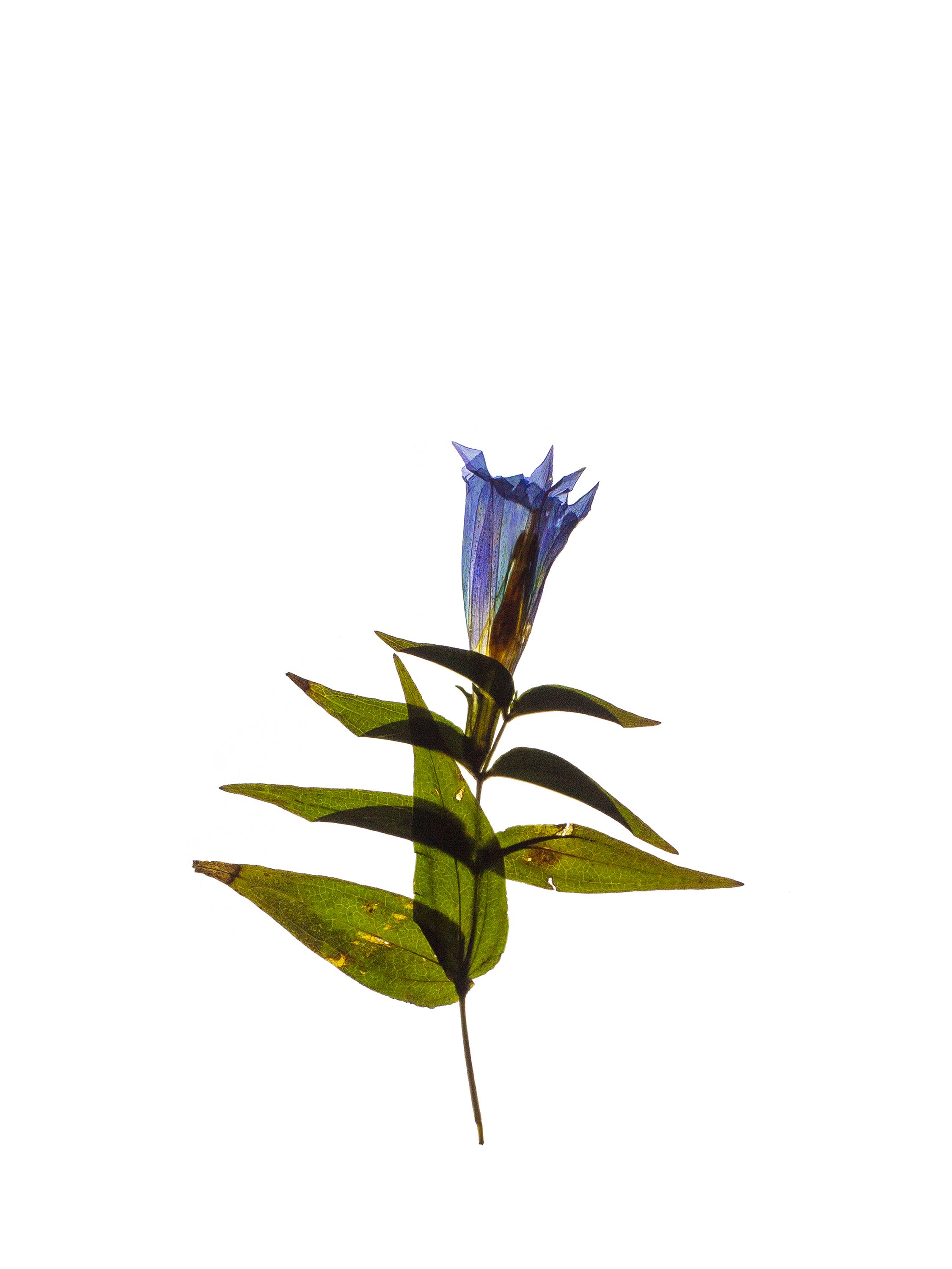 Gentiana asclepiadea (Willow gentian) — Backlit, Petrovo Brdo, Slovenia, 2022