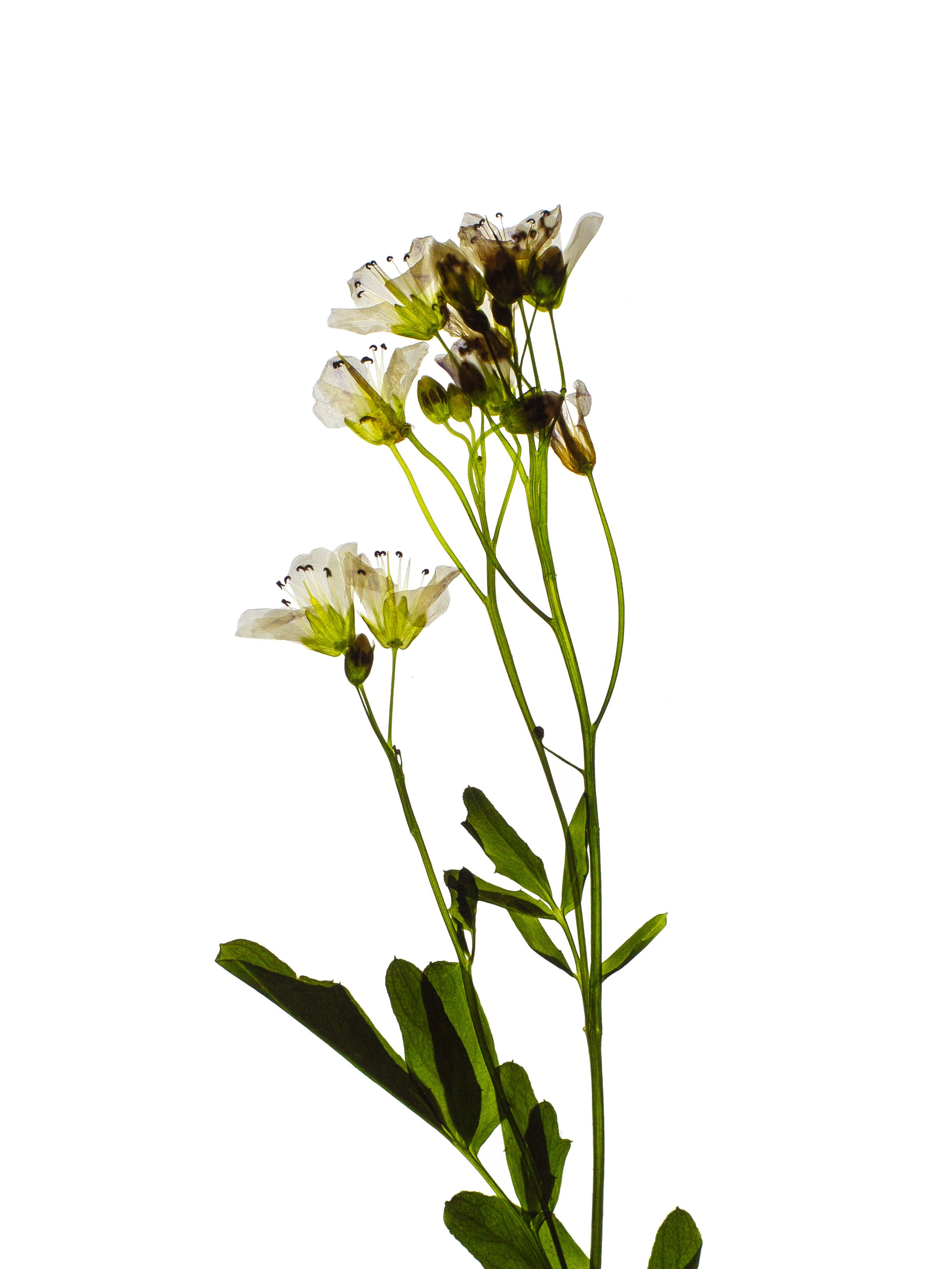 Cardamine amara (Large bitter-cress) — detail, Backlit, Thalkirchen, Germany, 2024