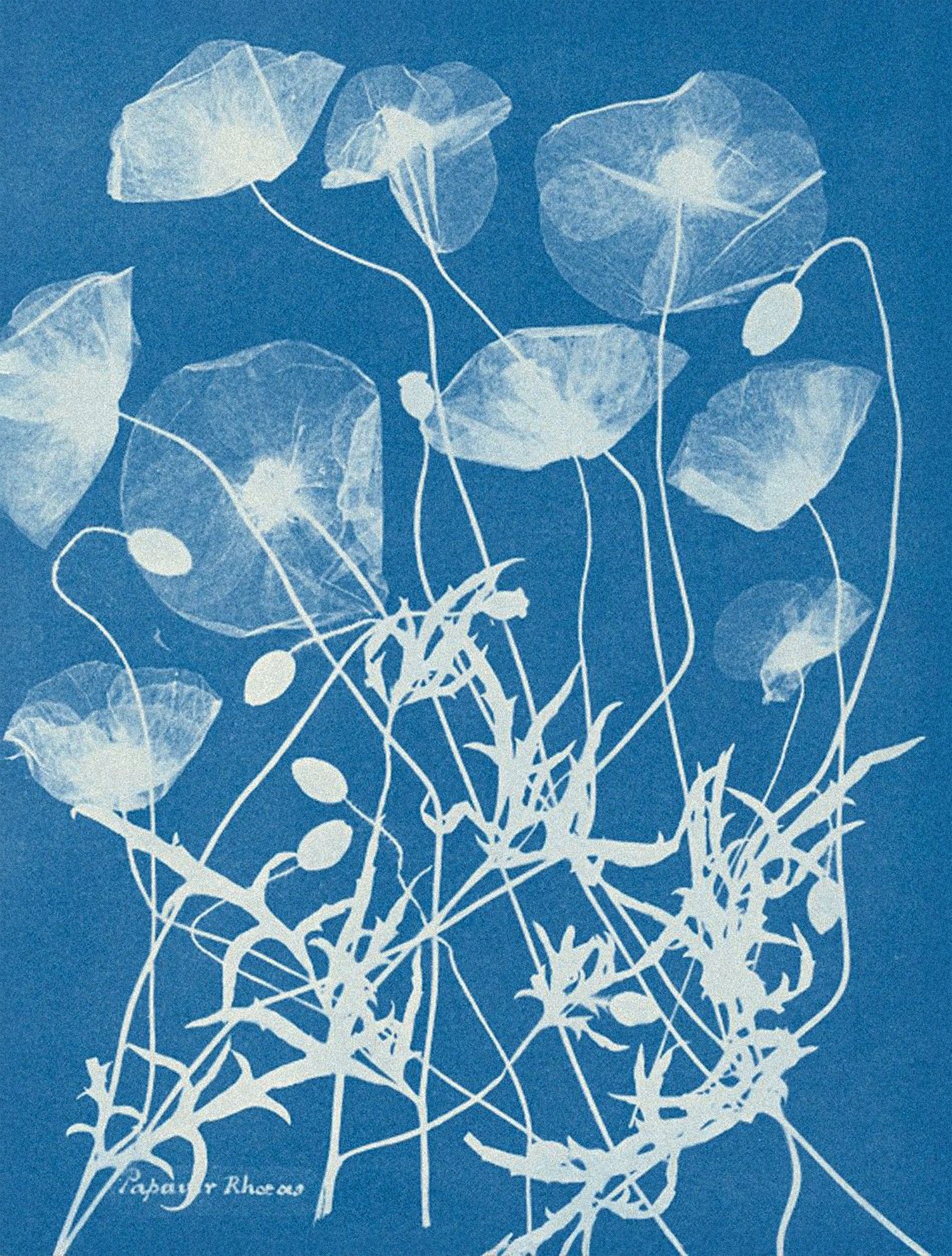 Papaver rhoeas (Field poppy) — Cyanotype, Papaver Rhoes, 1845