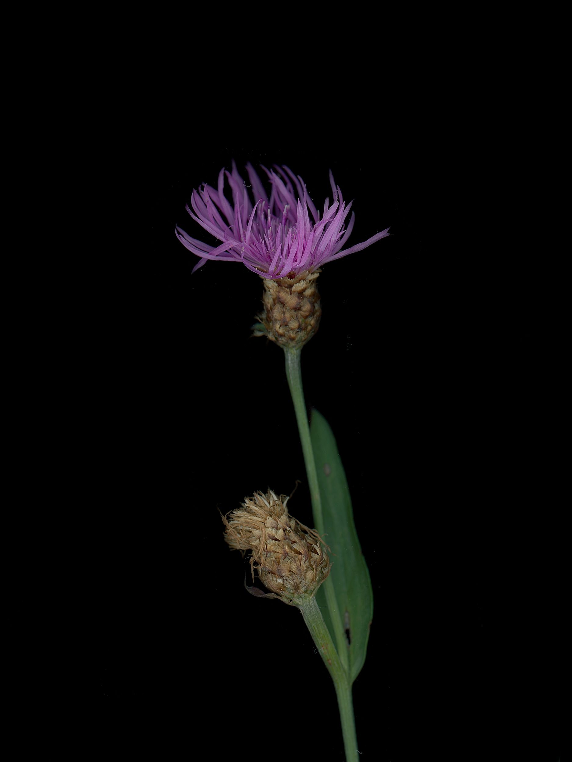 Centaurea jacea (Brown knapweed) — detail, HD Scan, Thalkirchen, Germany, 2025