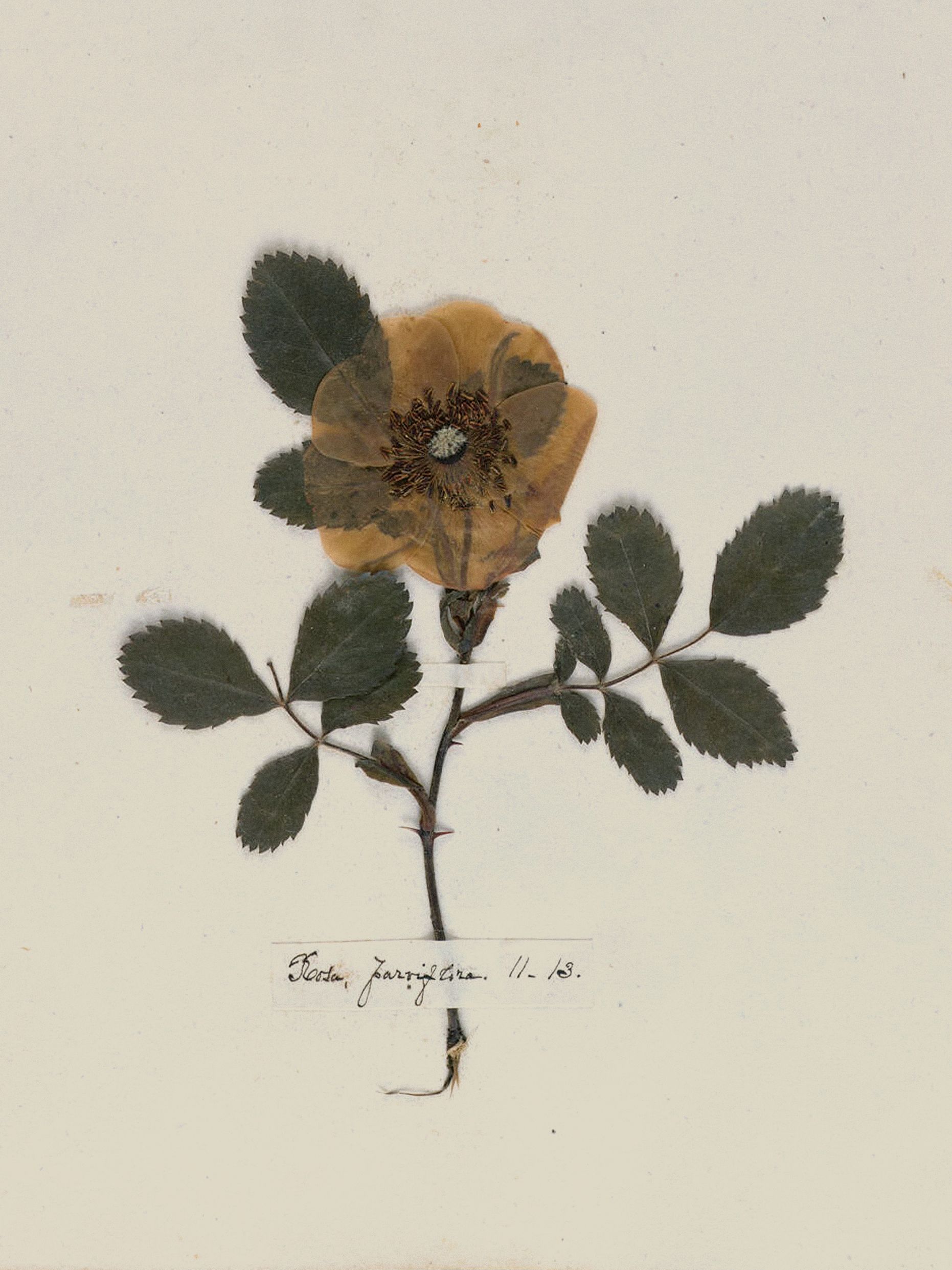 Emily Dickinson — A Poet's Early Herbarium