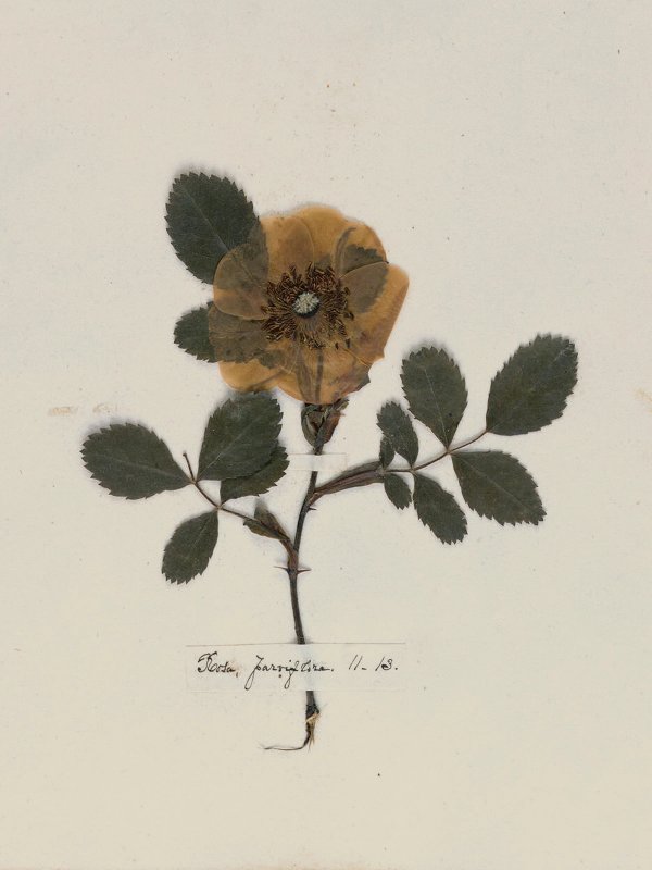 Emily Dickinson — A Poet's Early Herbarium