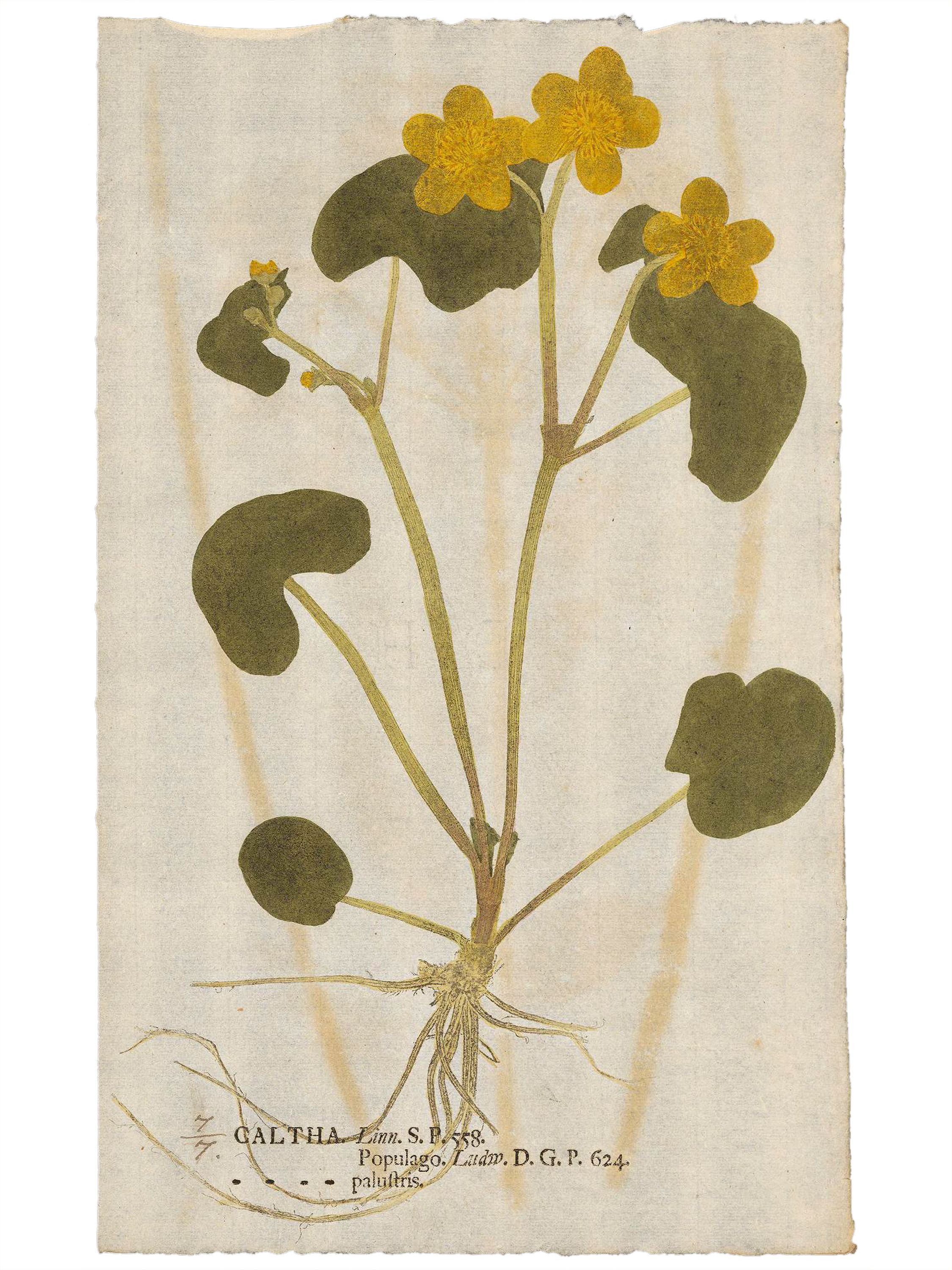 Caltha palustris (Marsh marigold) — Nature-print, Botanica in Originali, 1733