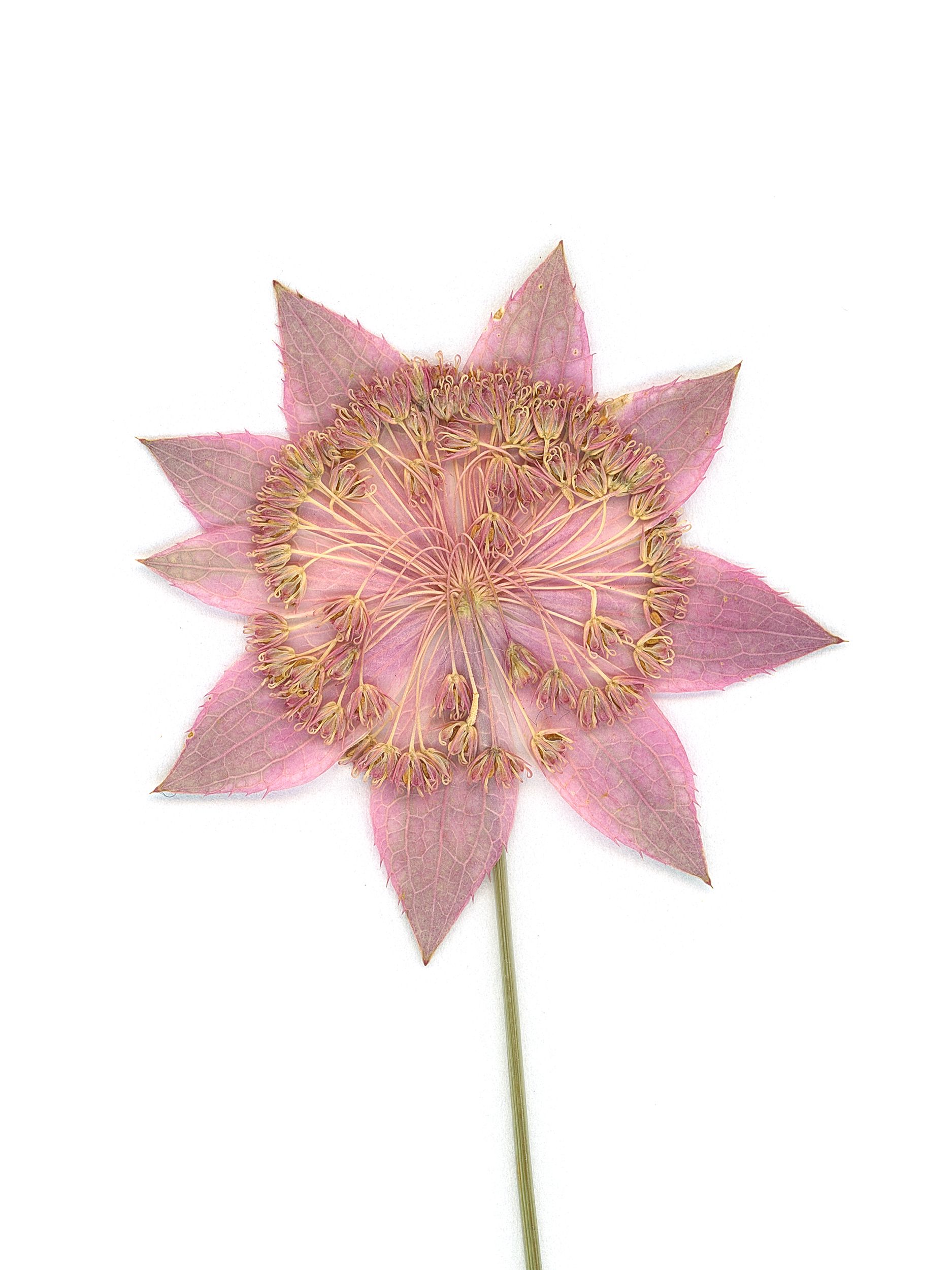 Astrantia maxima (Great masterwort) — Pressed, Ushguli, Georgia, 2019