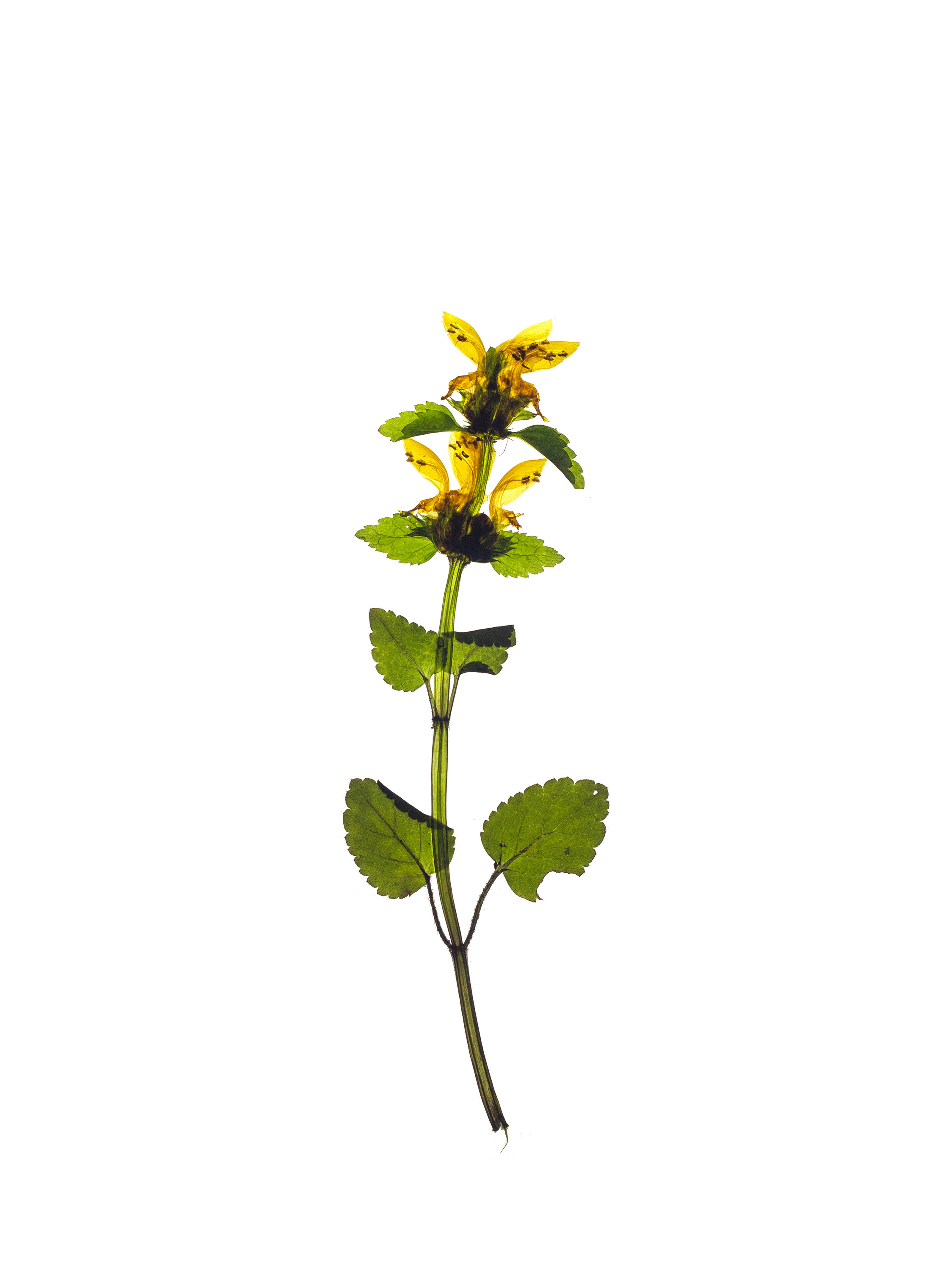 Lamium galeobdolon (Yellow archangel) — Backlit, Stuttgart, Germany, 2022