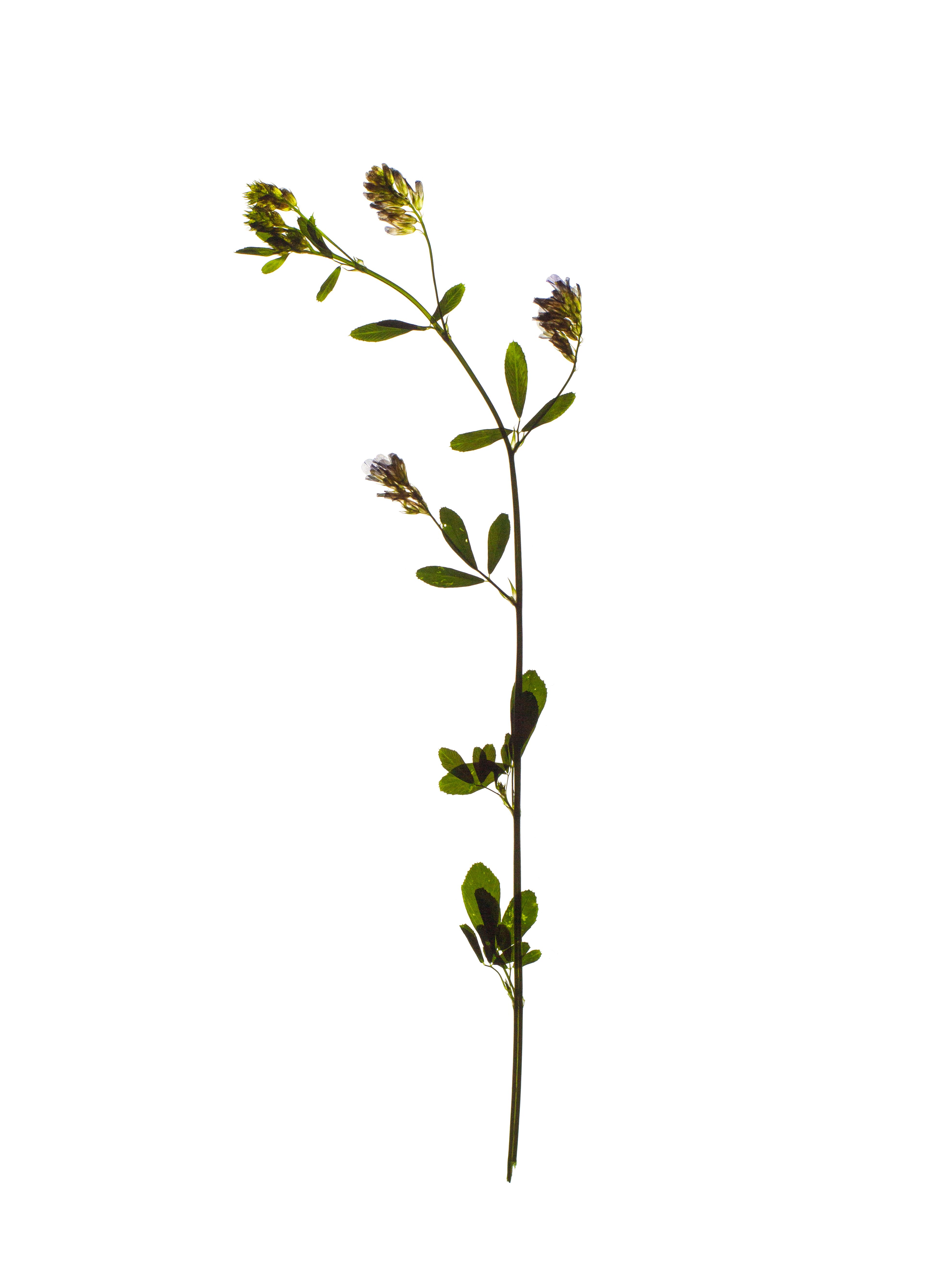 Medicago sativa (Lucerne) — Backlit, Stuttgart, Germany, 2022