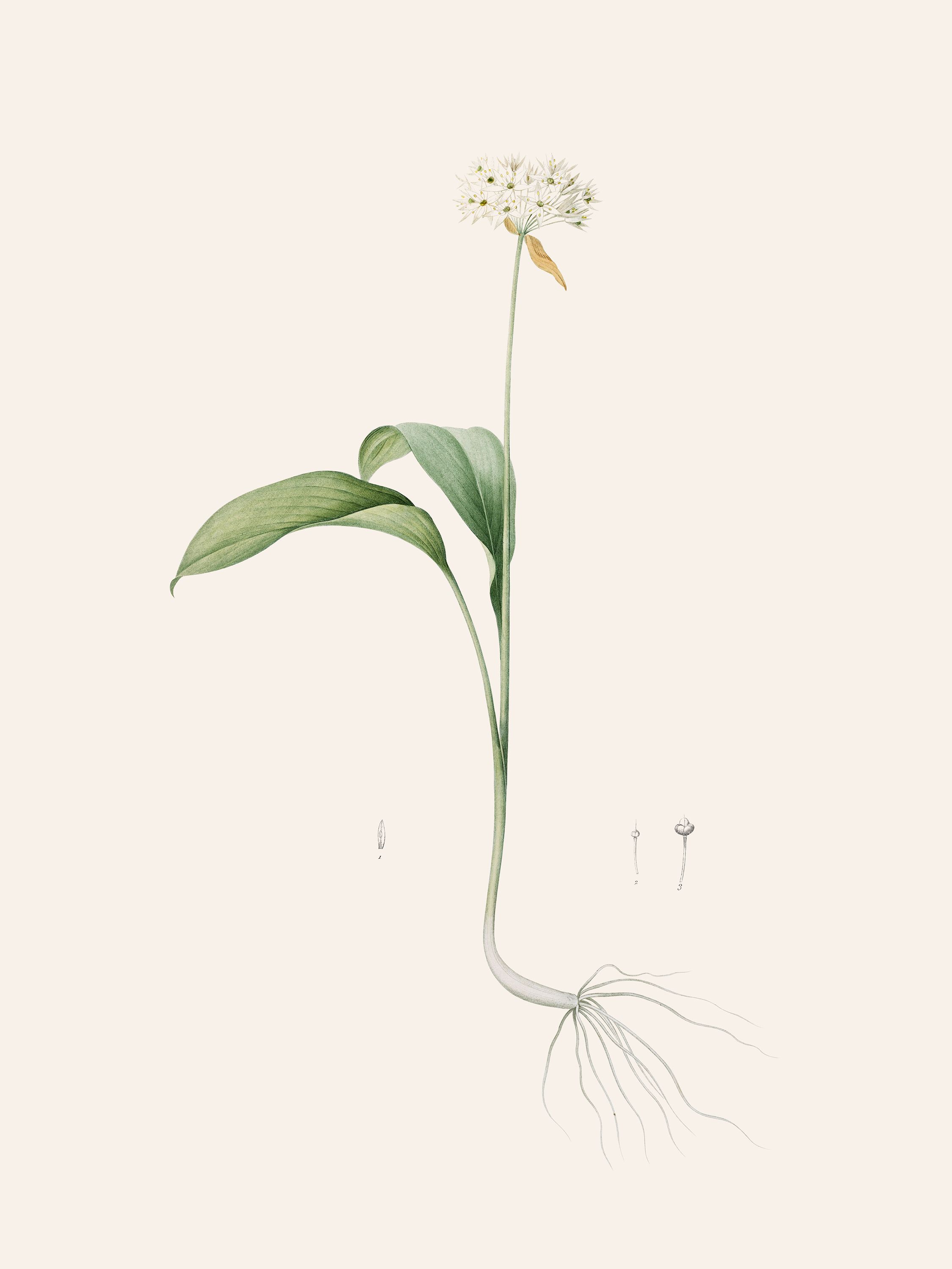 Allium ursinum (Wild garlic) — Plant Illustration, Les Liliacées, Vol. 6/ Pl. 303